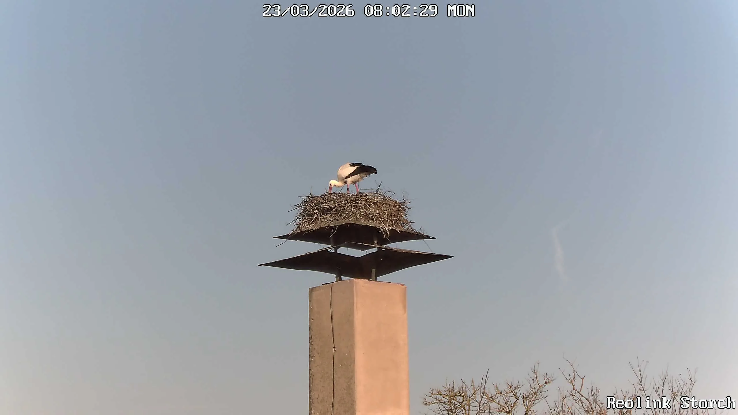 Storchencam Bild
