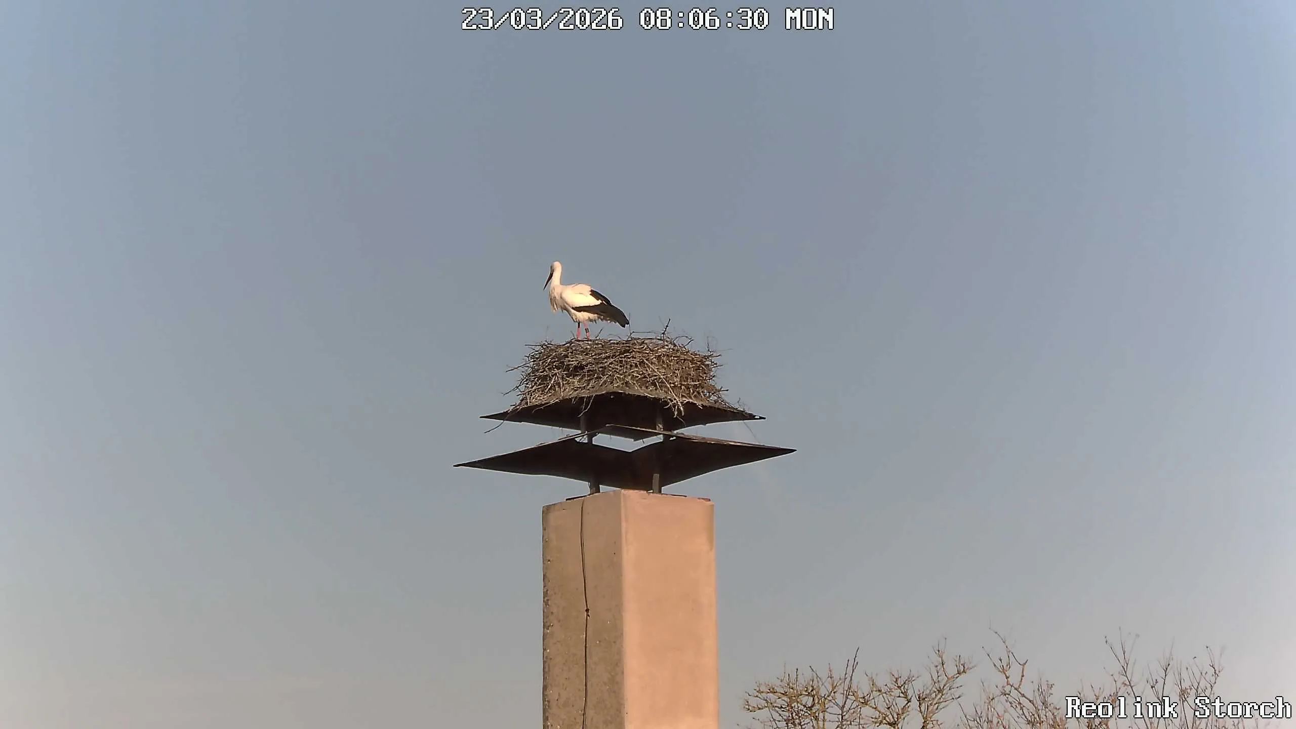 Storchencam Bild
