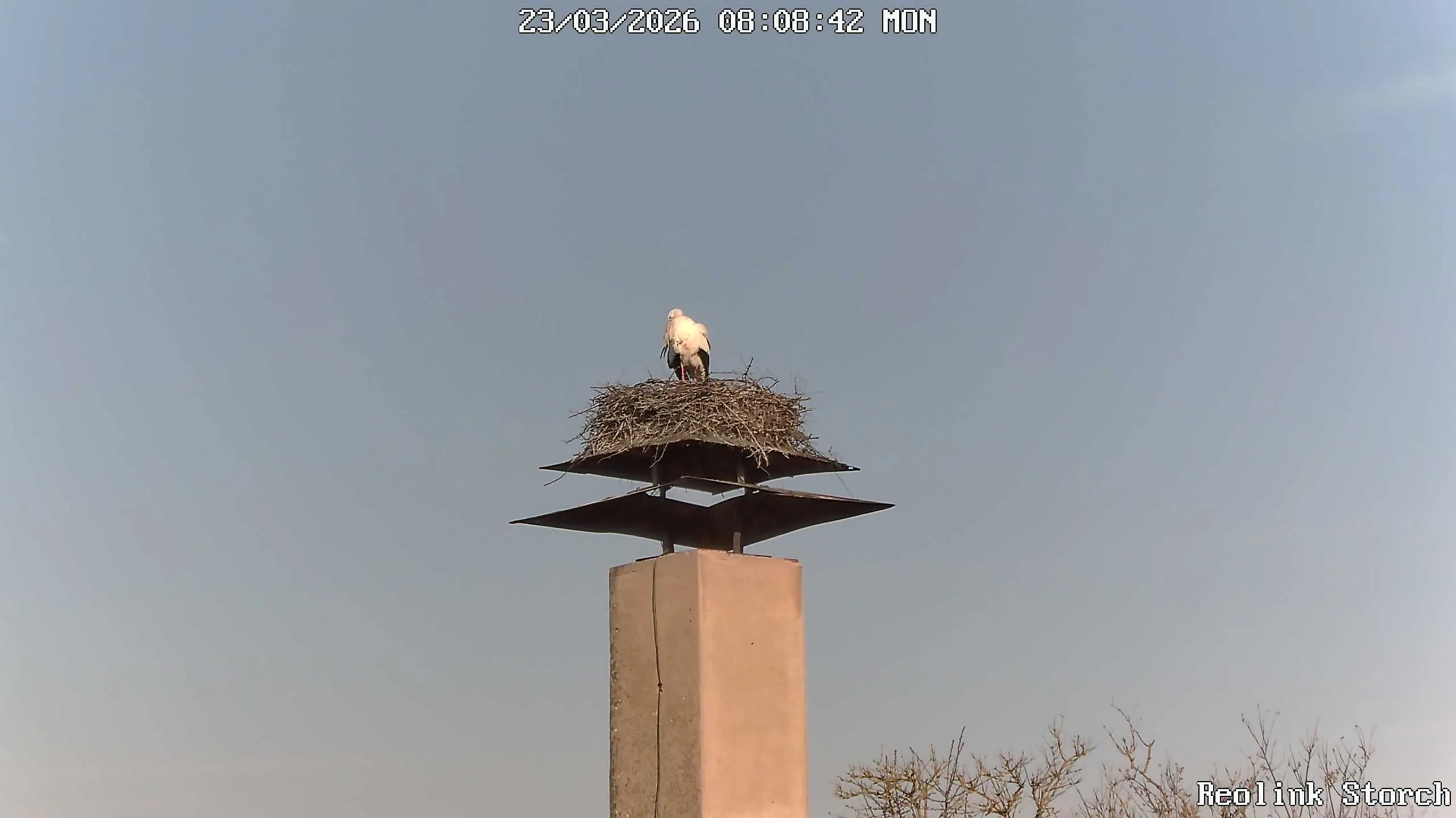 Storchencam Bild