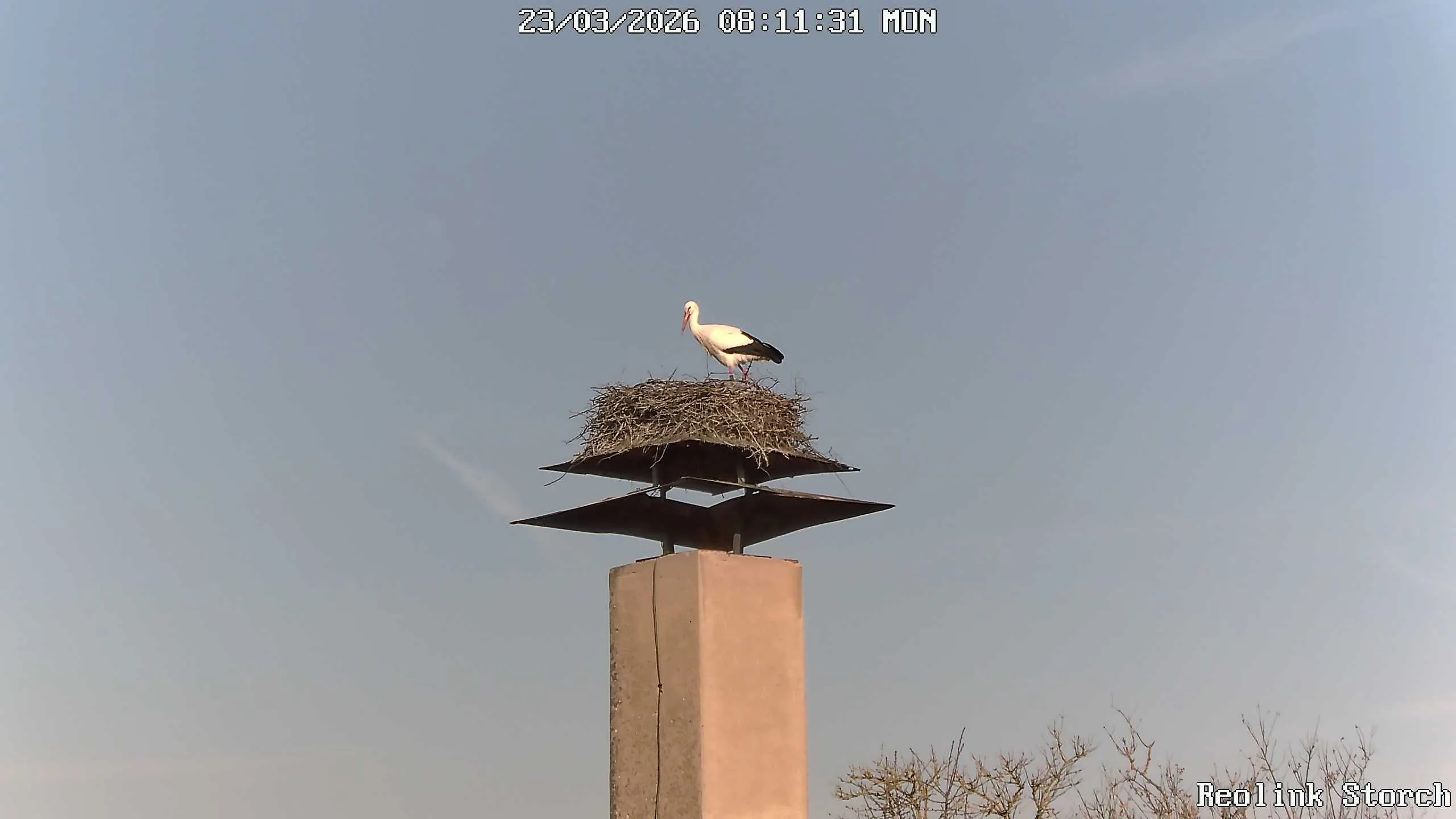 Storchencam Bild