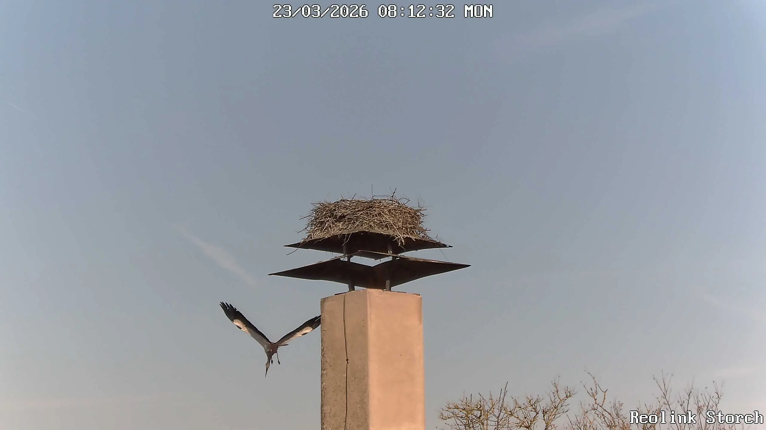 Storchencam Bild