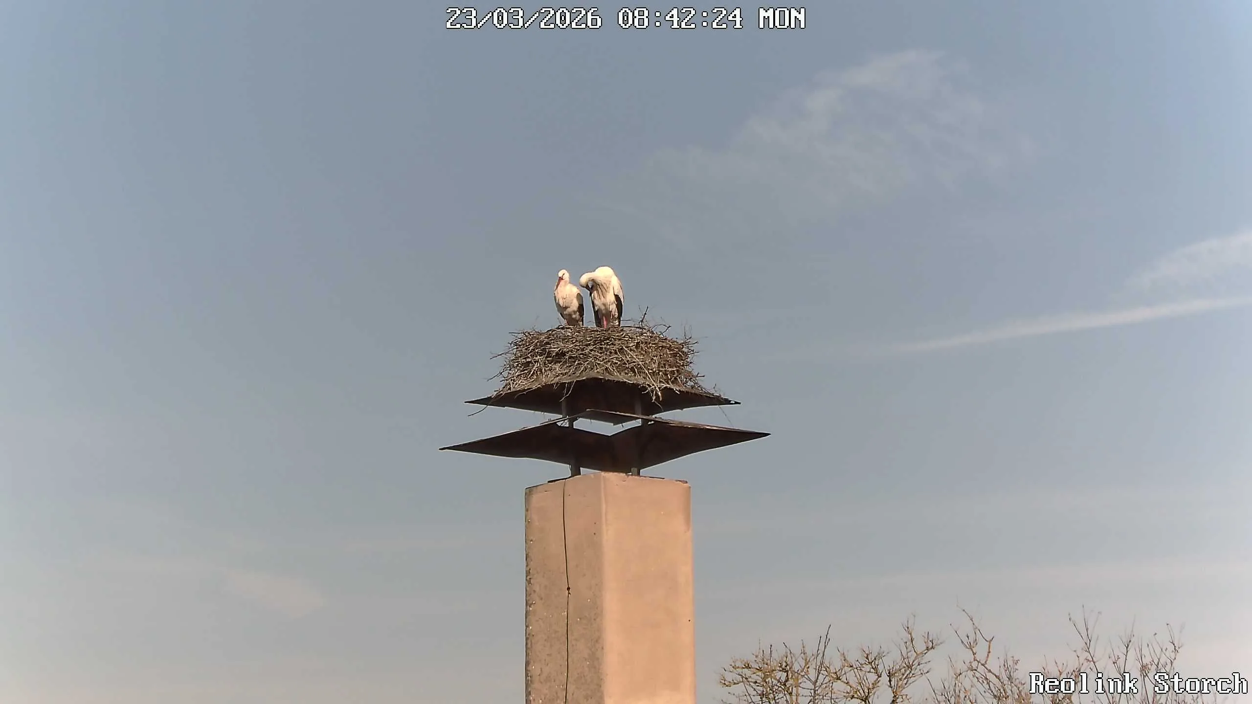 Storchencam Bild