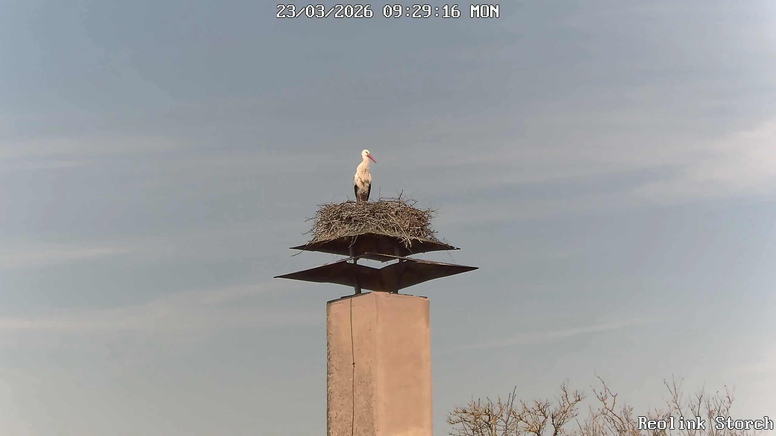 Storchencam Bild