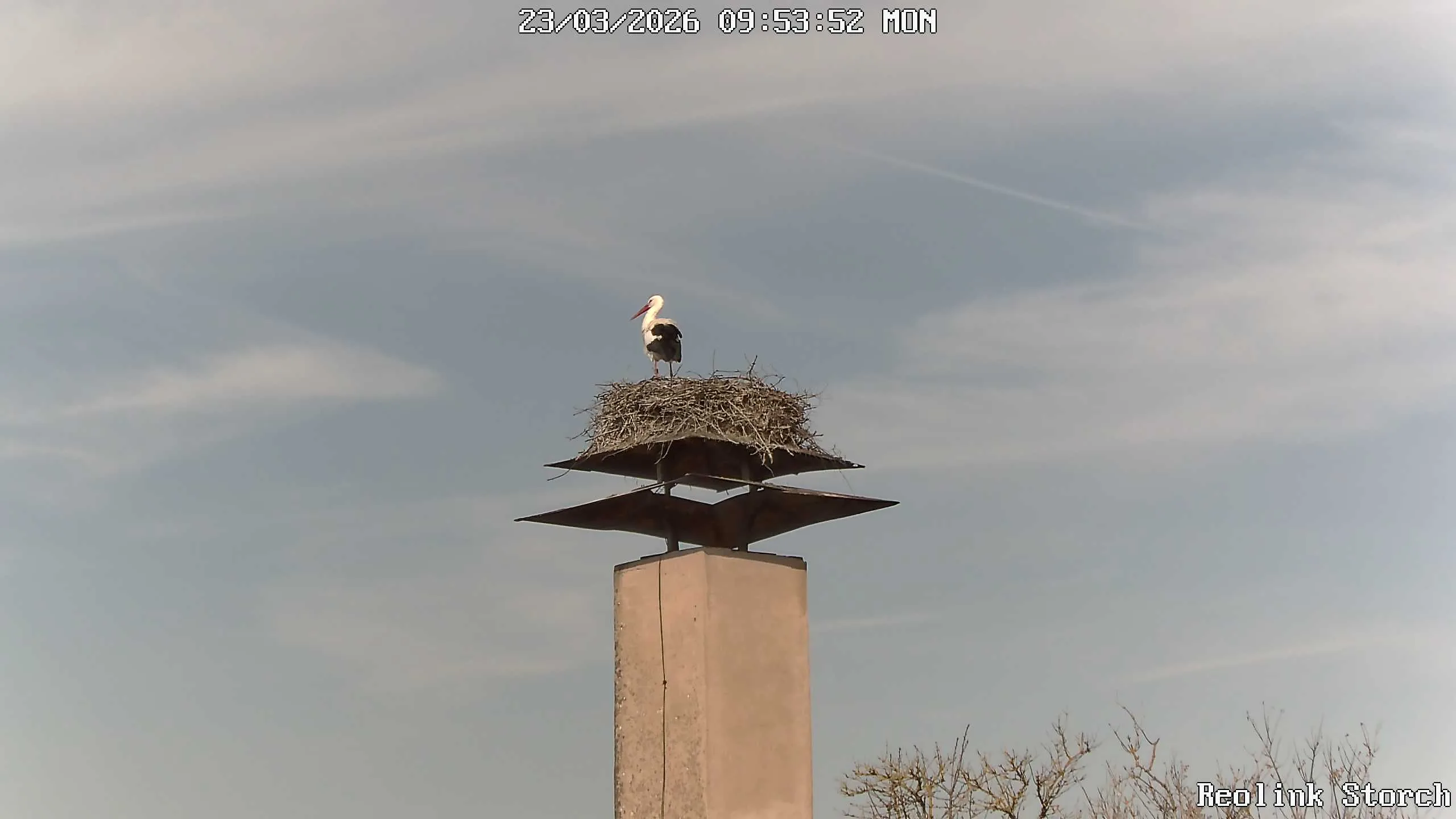 Storchencam Bild