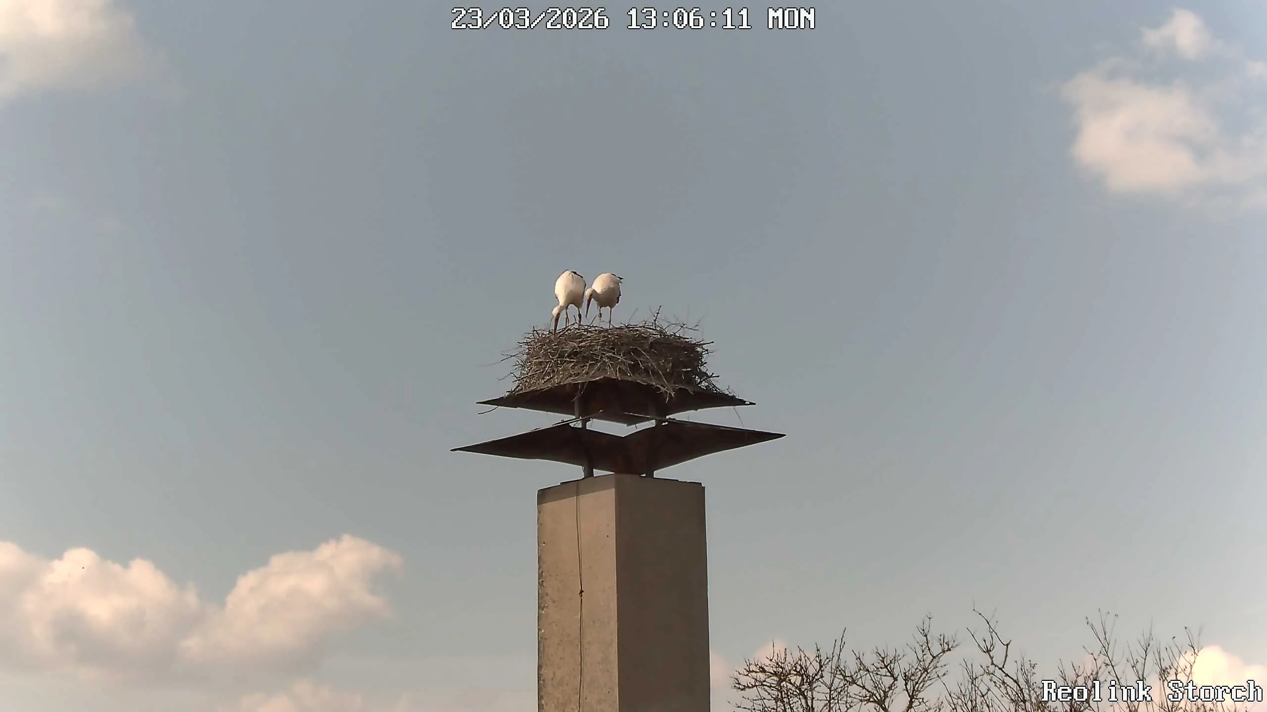 Storchencam Bild