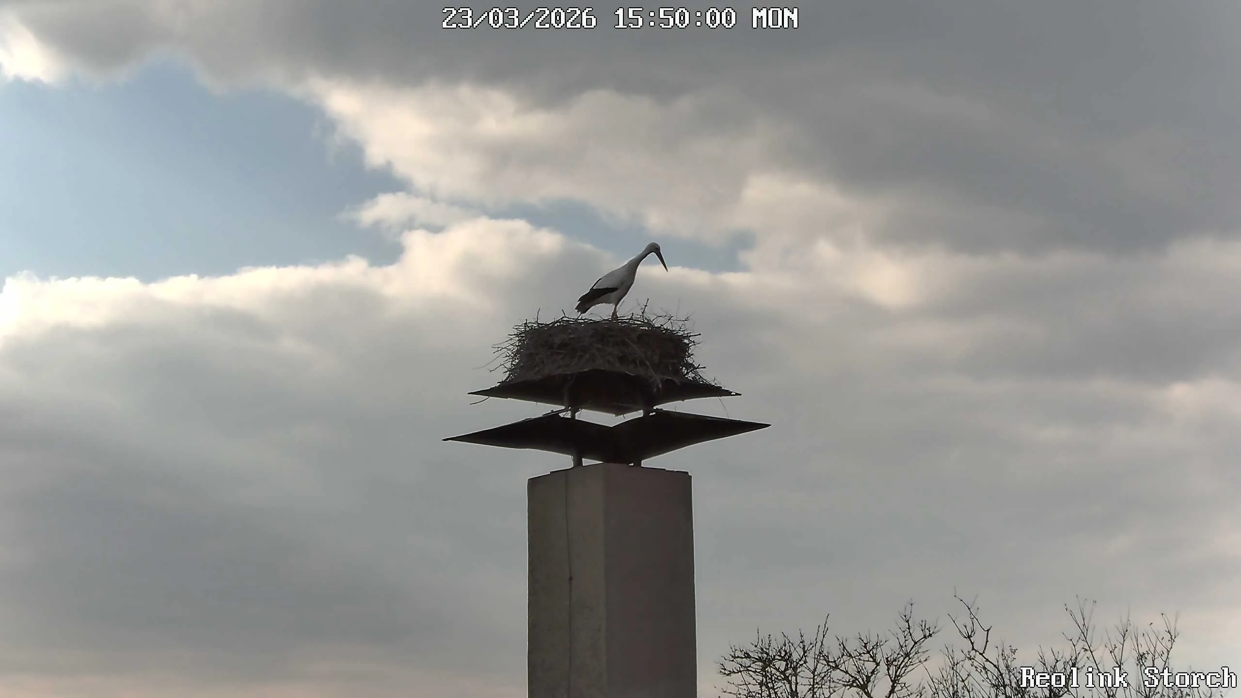 Storchencam Bild