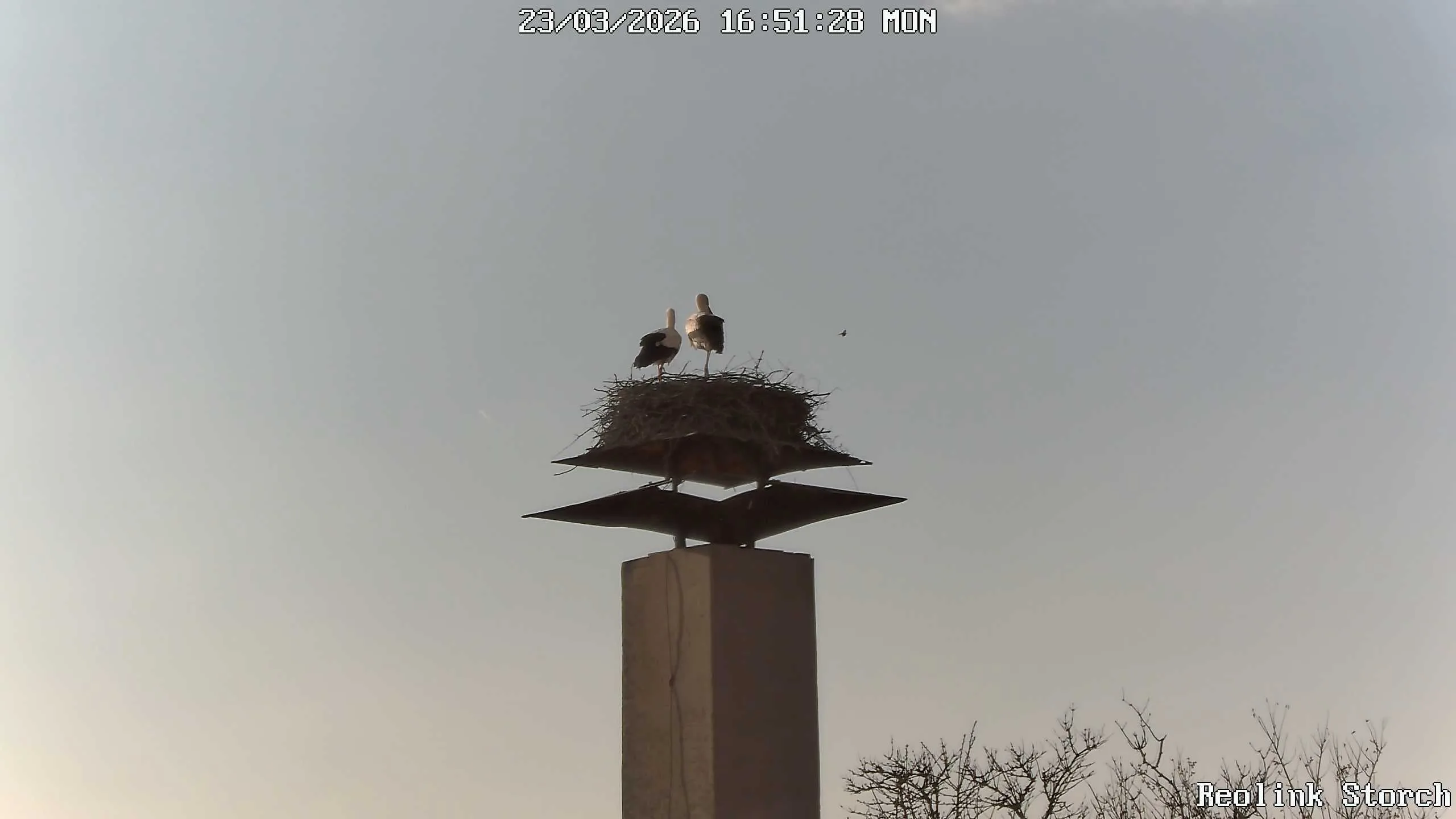 Storchencam Bild