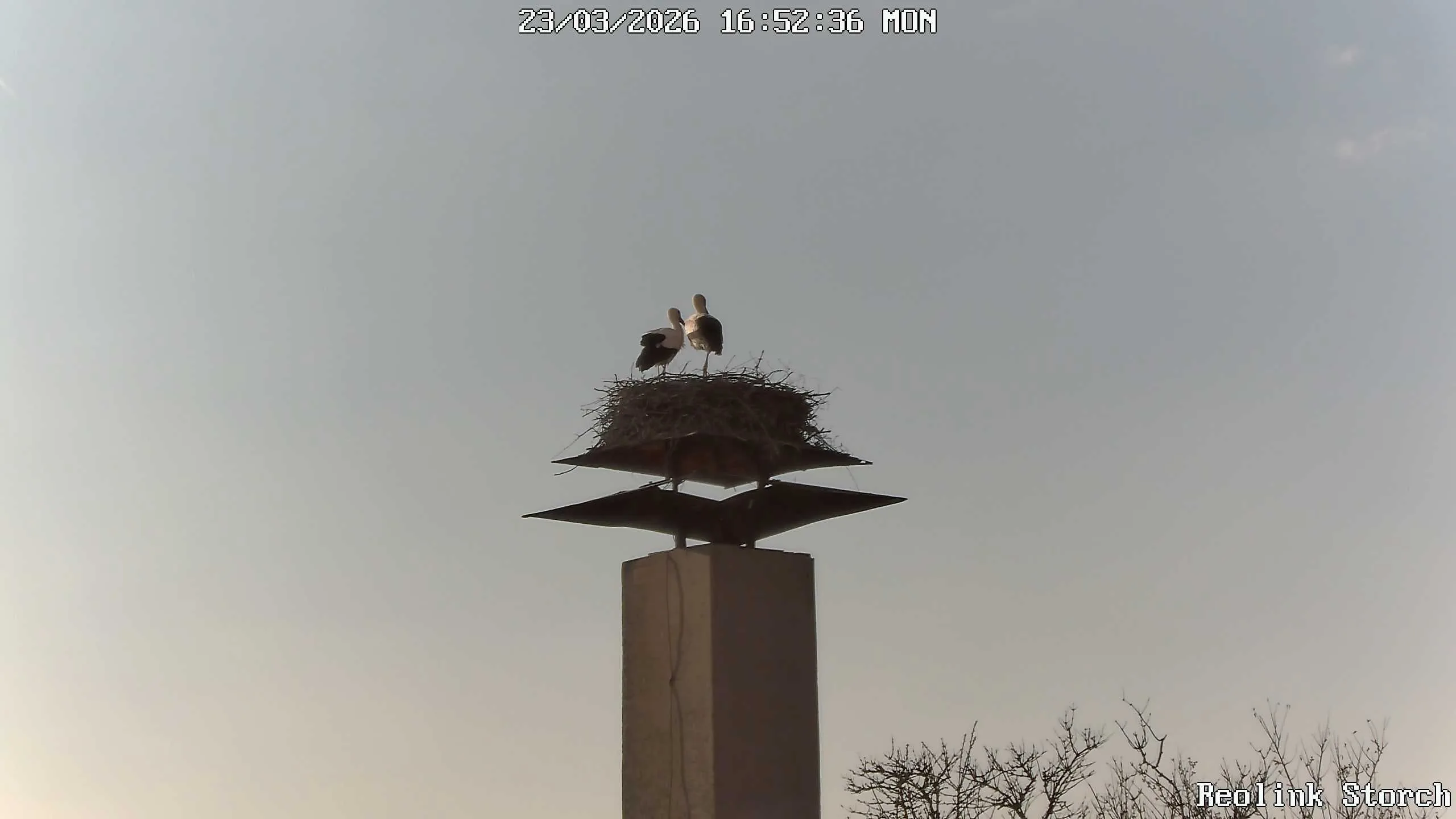 Storchencam Bild