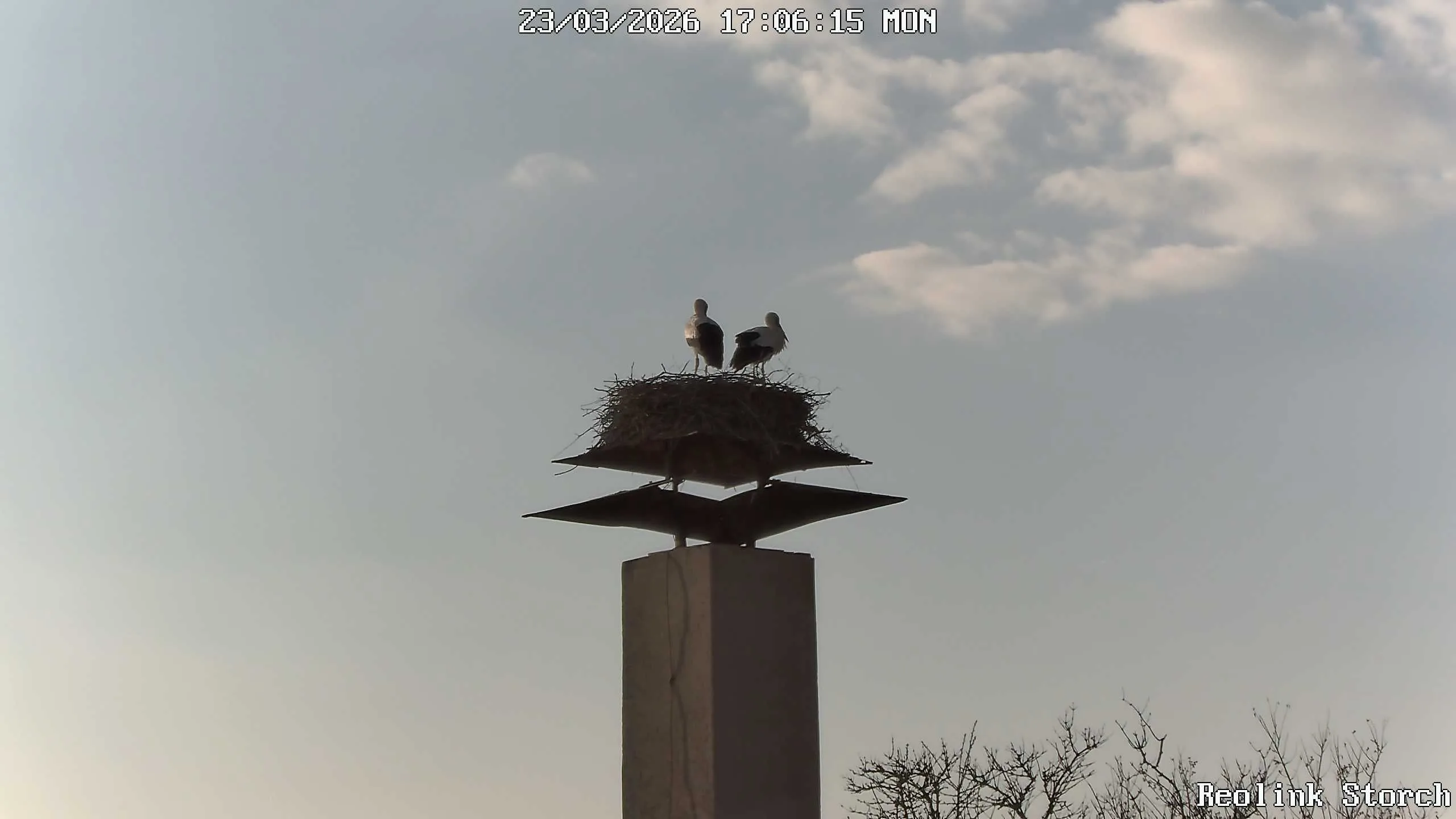 Storchencam Bild