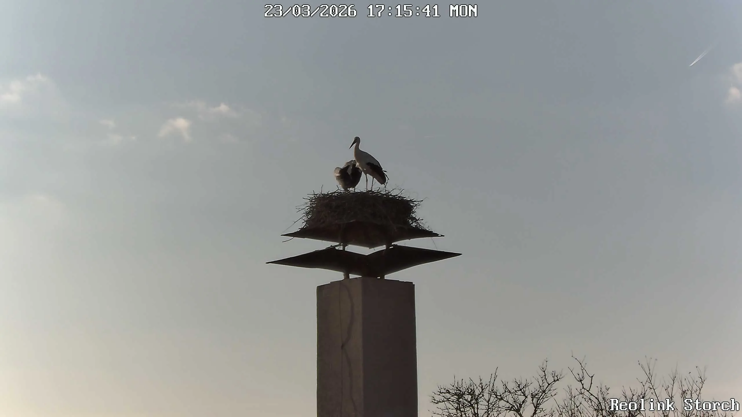 Storchencam Bild
