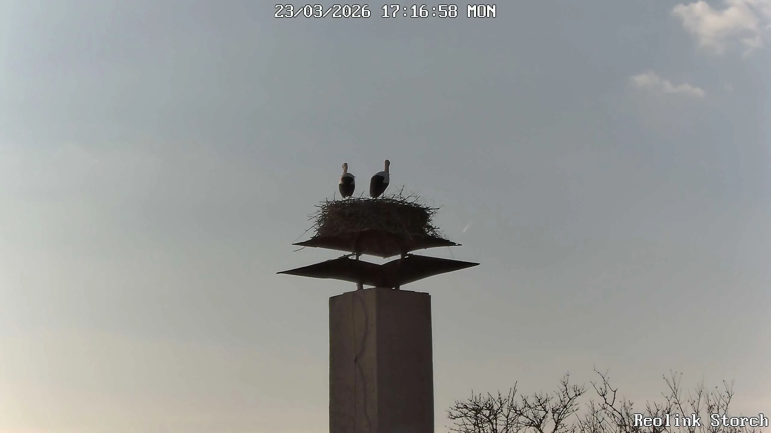 Storchencam Bild