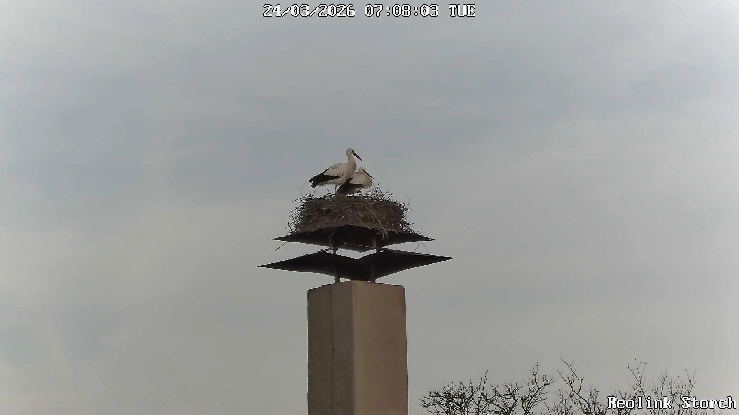 Storchencam Bild