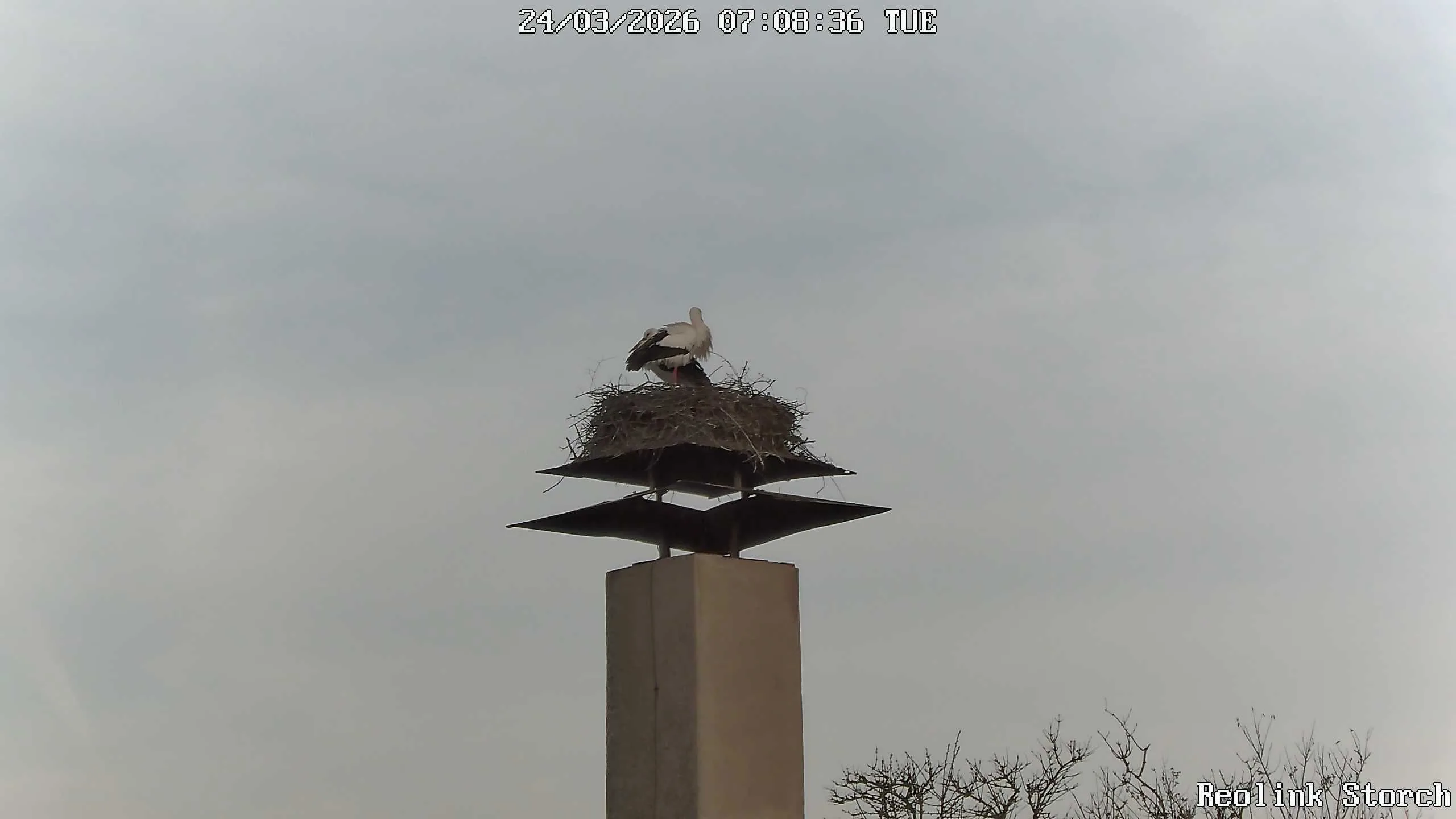 Storchencam Bild