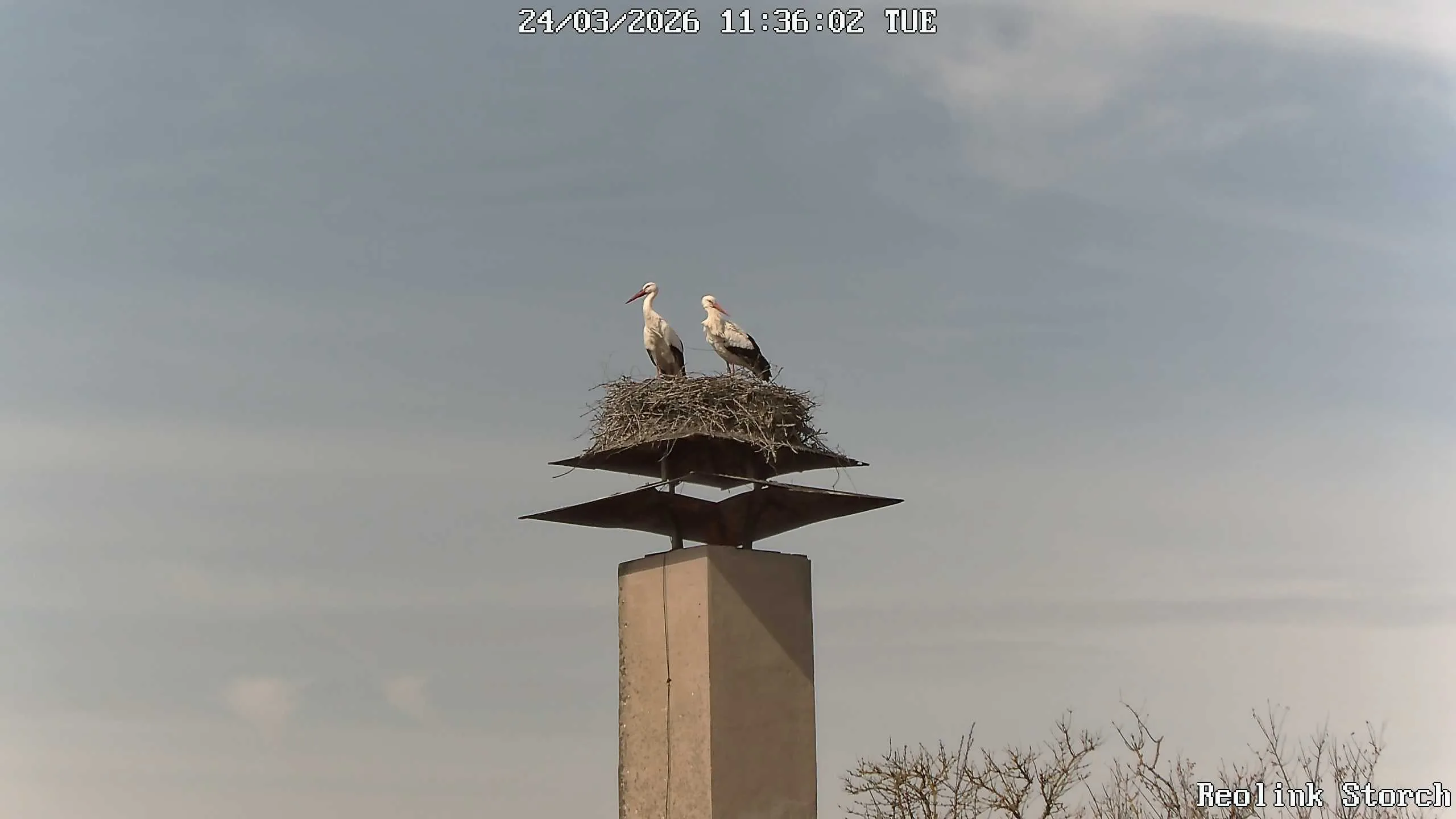 Storchencam Bild