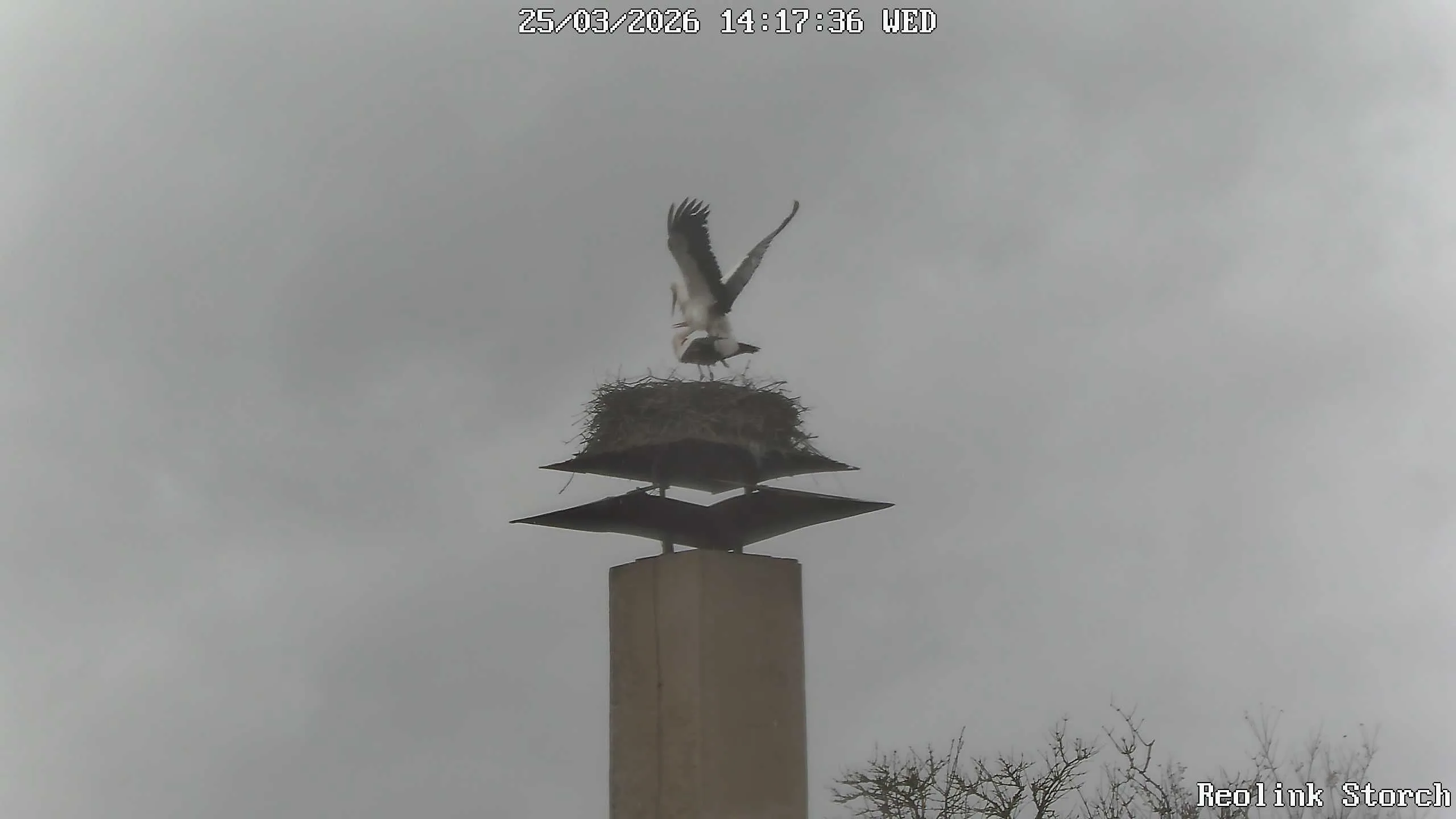 Storchencam Bild
