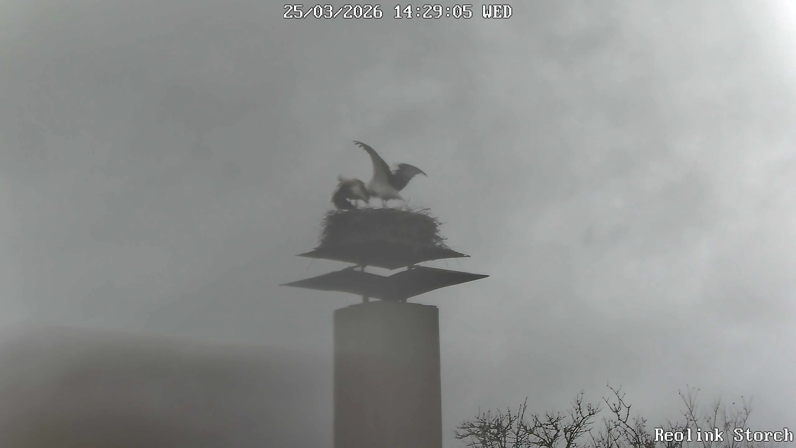 Storchencam Bild
