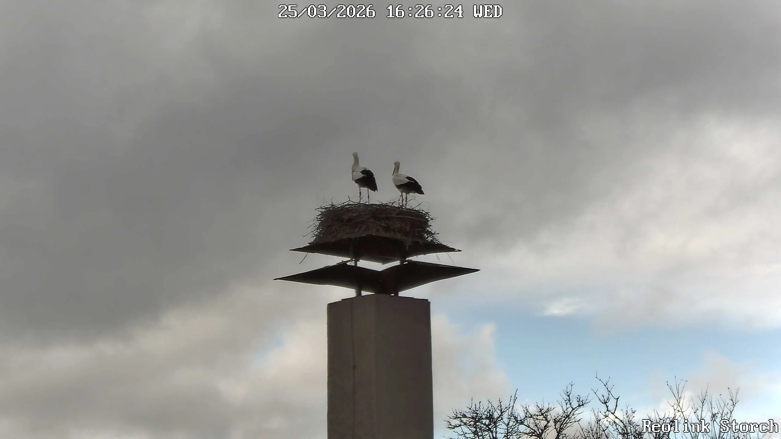 Storchencam Bild
