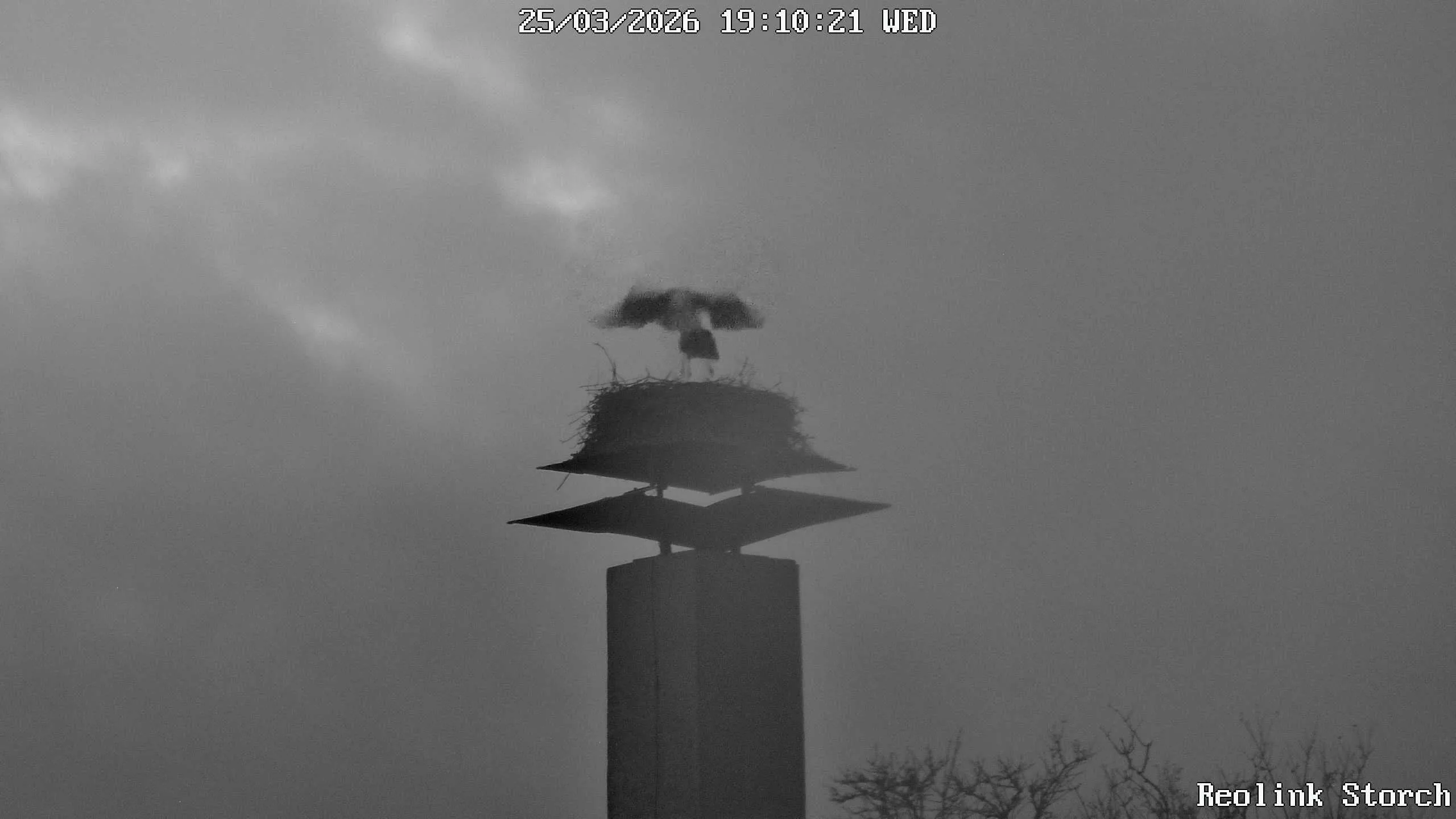 Storchencam Bild