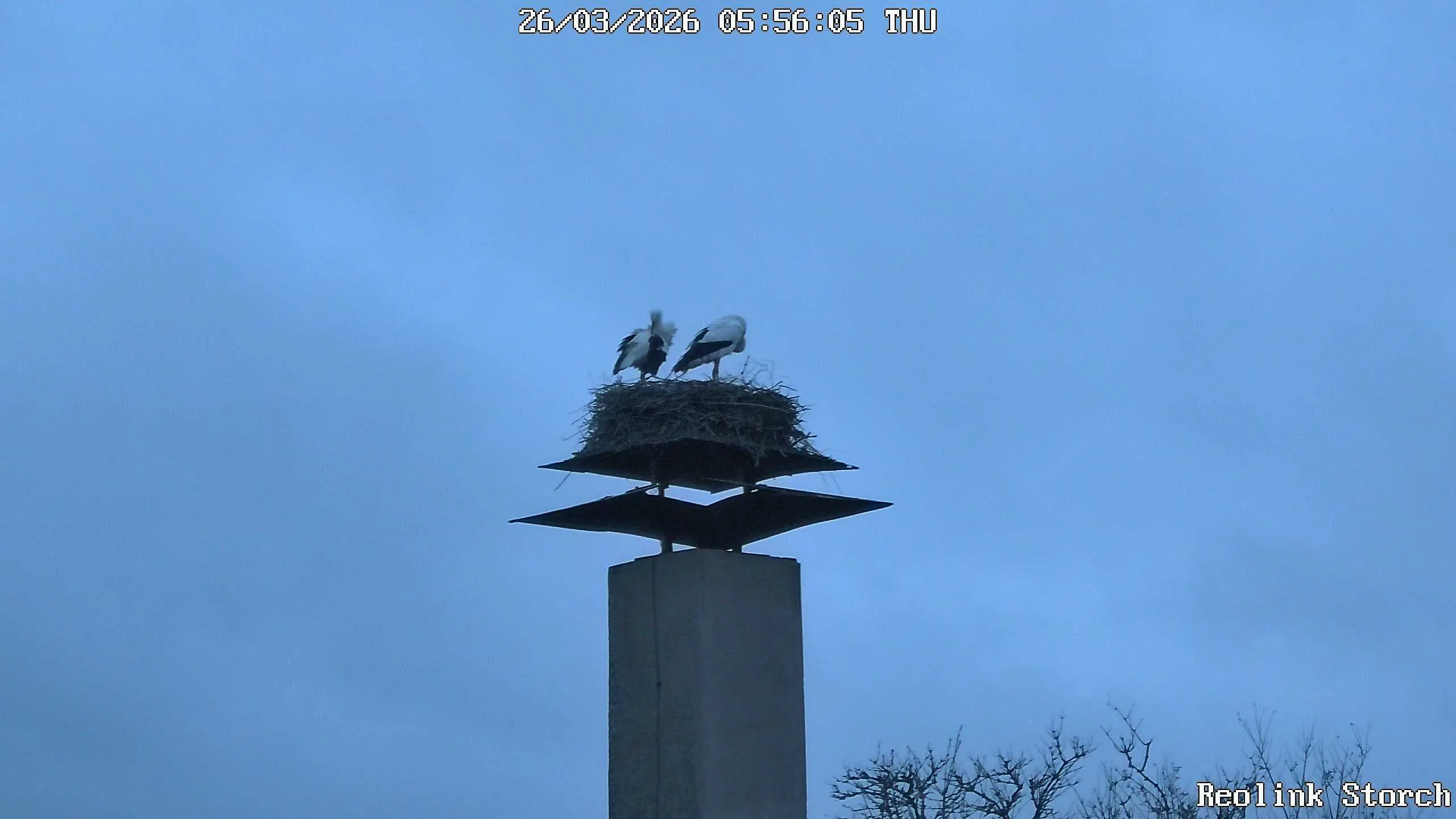 Storchencam Bild
