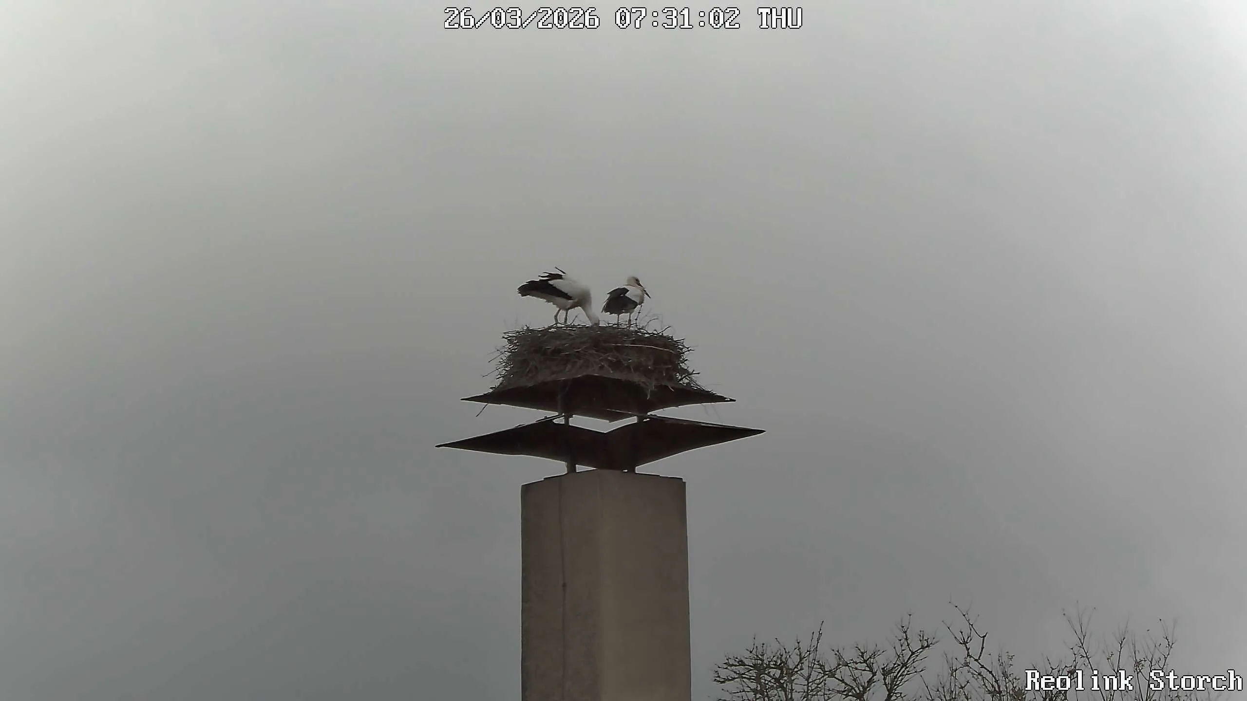 Storchencam Bild