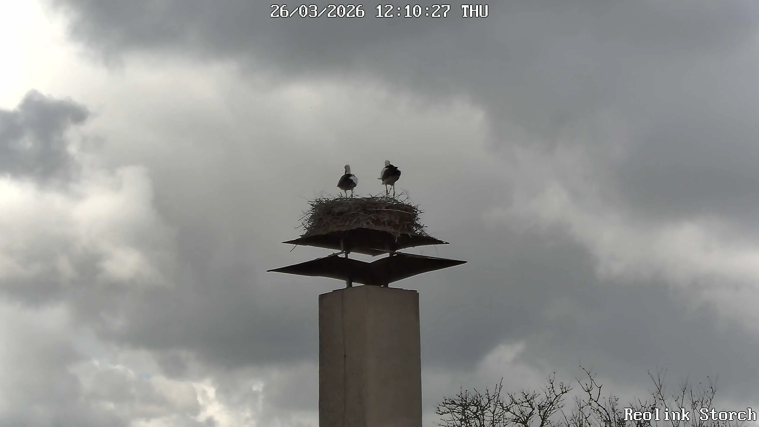 Storchencam Bild