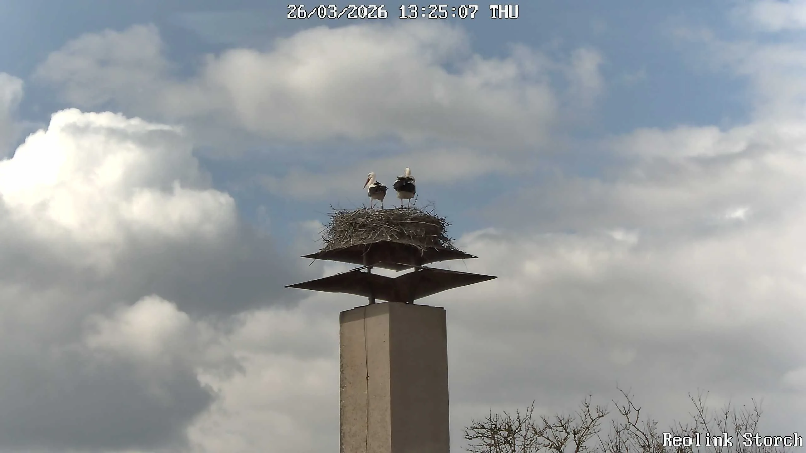 Storchencam Bild