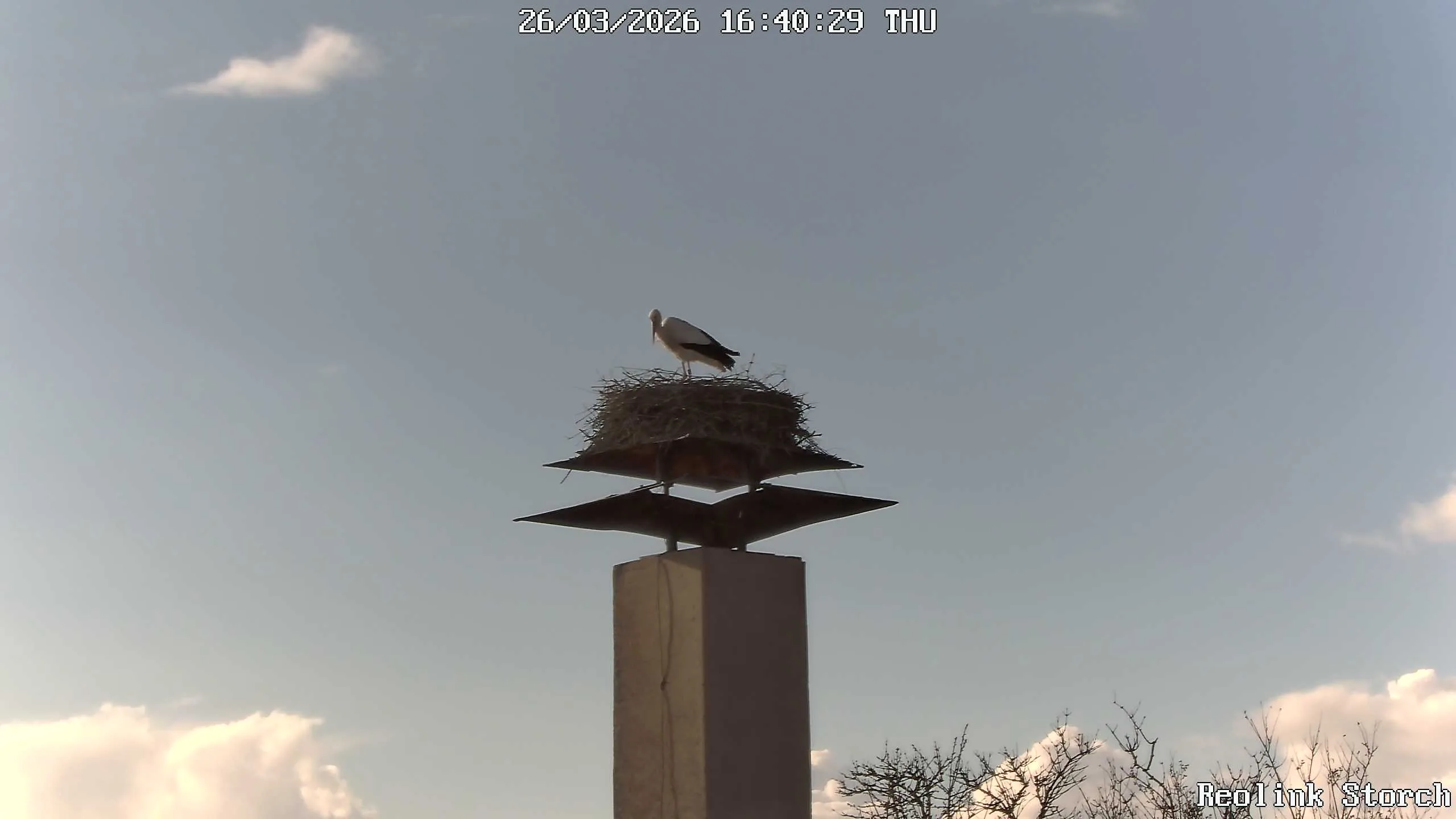 Storchencam Bild