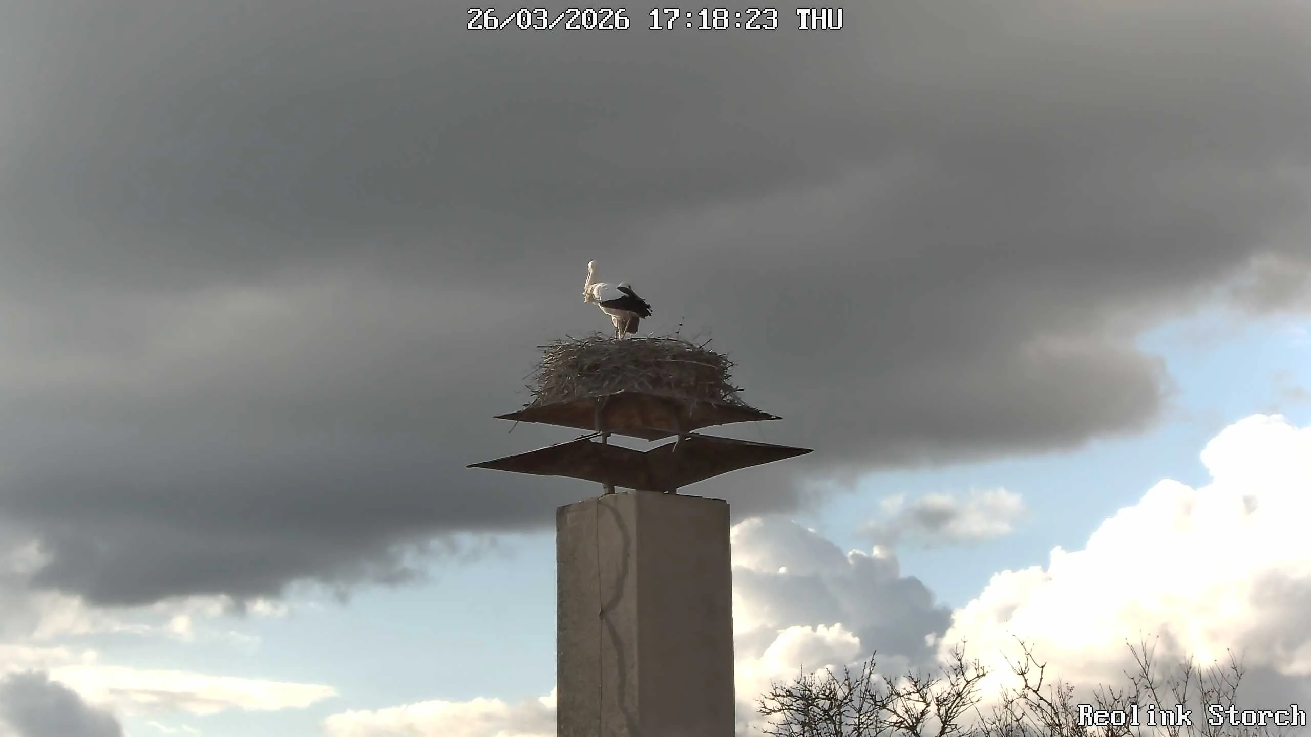 Storchencam Bild