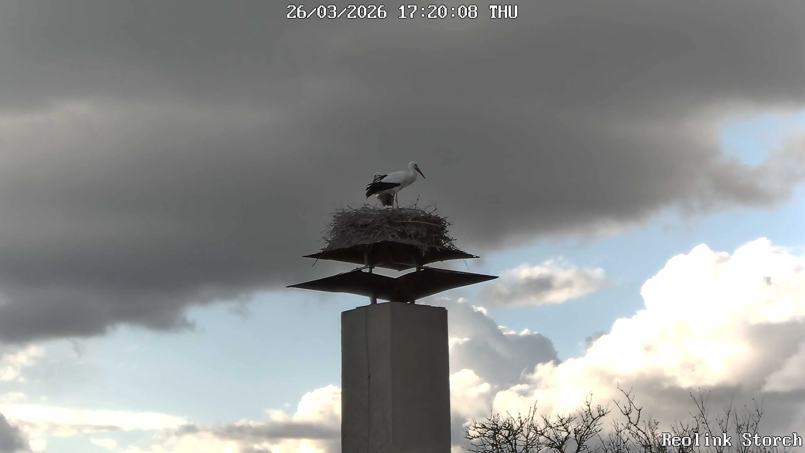 Storchencam Bild