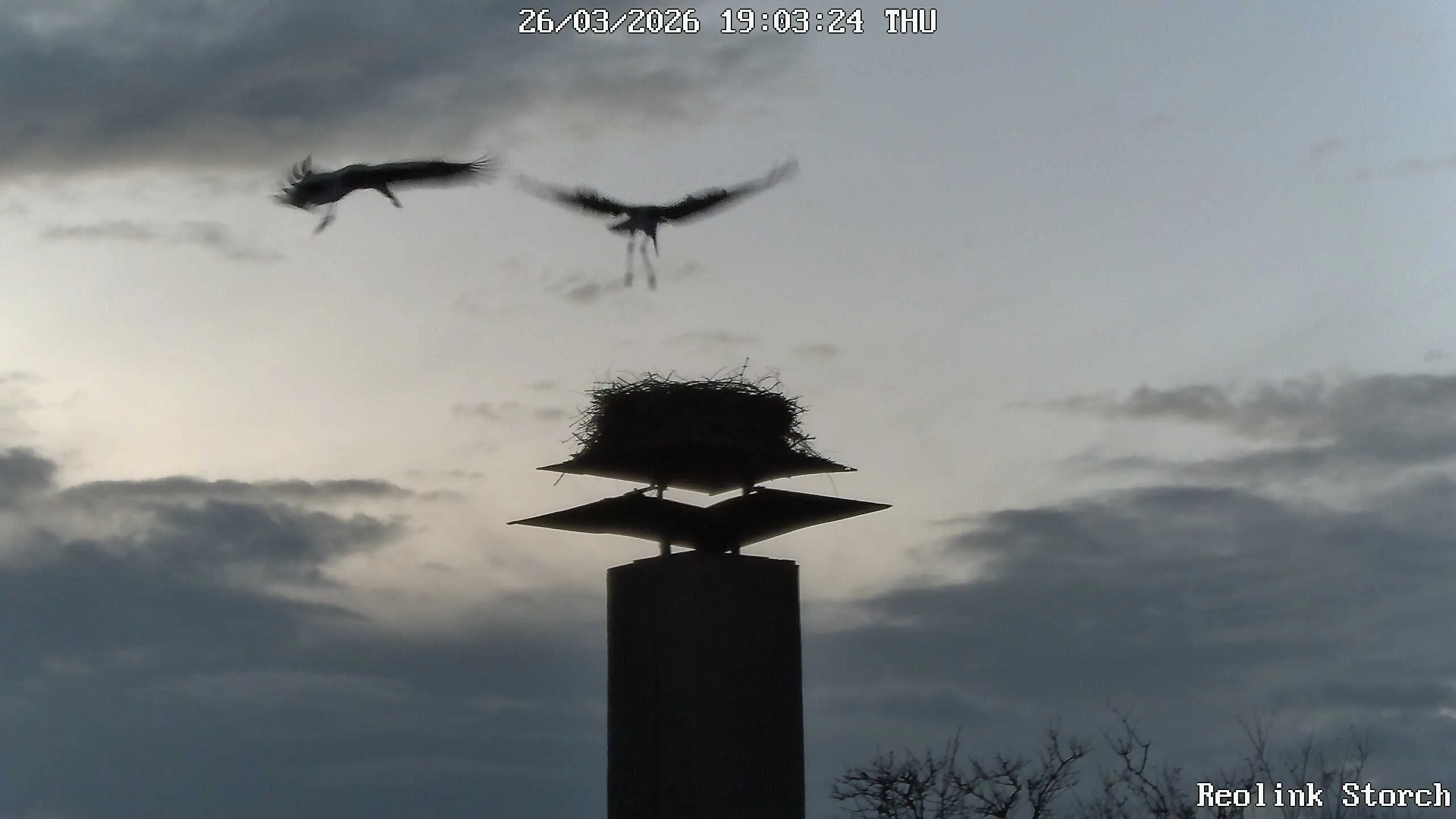 Storchencam Bild