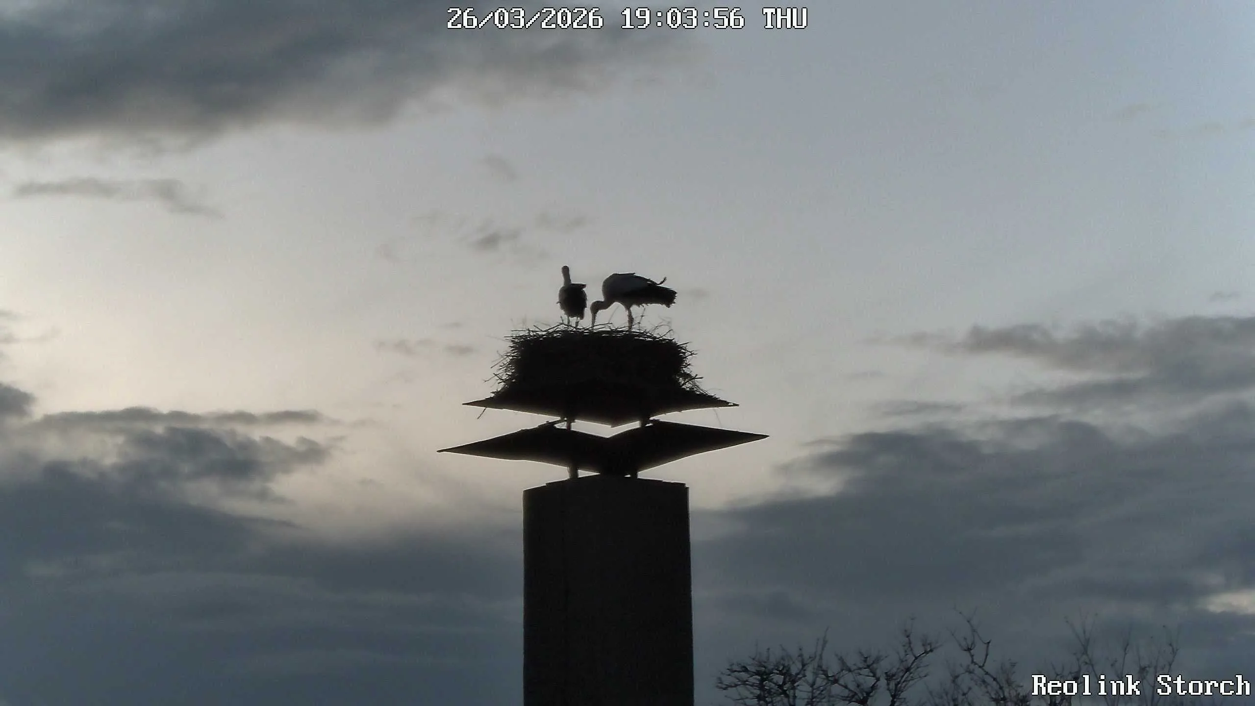 Storchencam Bild