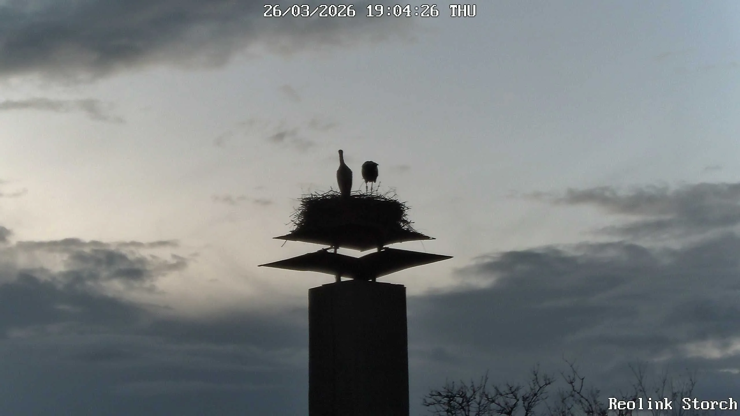 Storchencam Bild