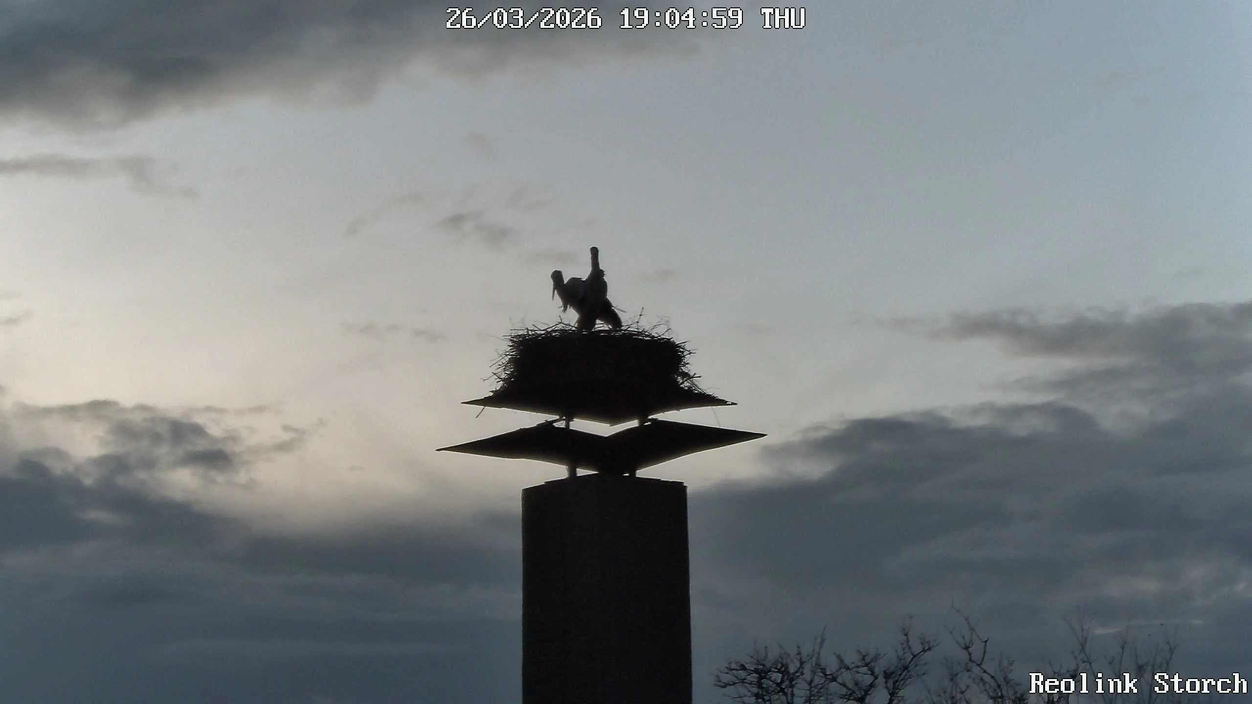 Storchencam Bild