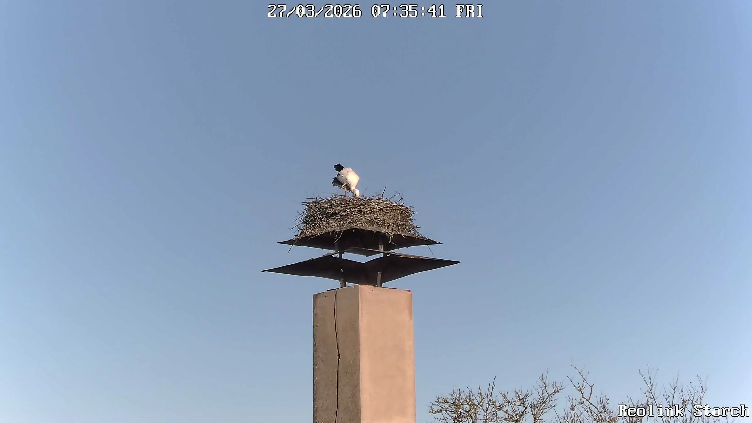 Storchencam Bild