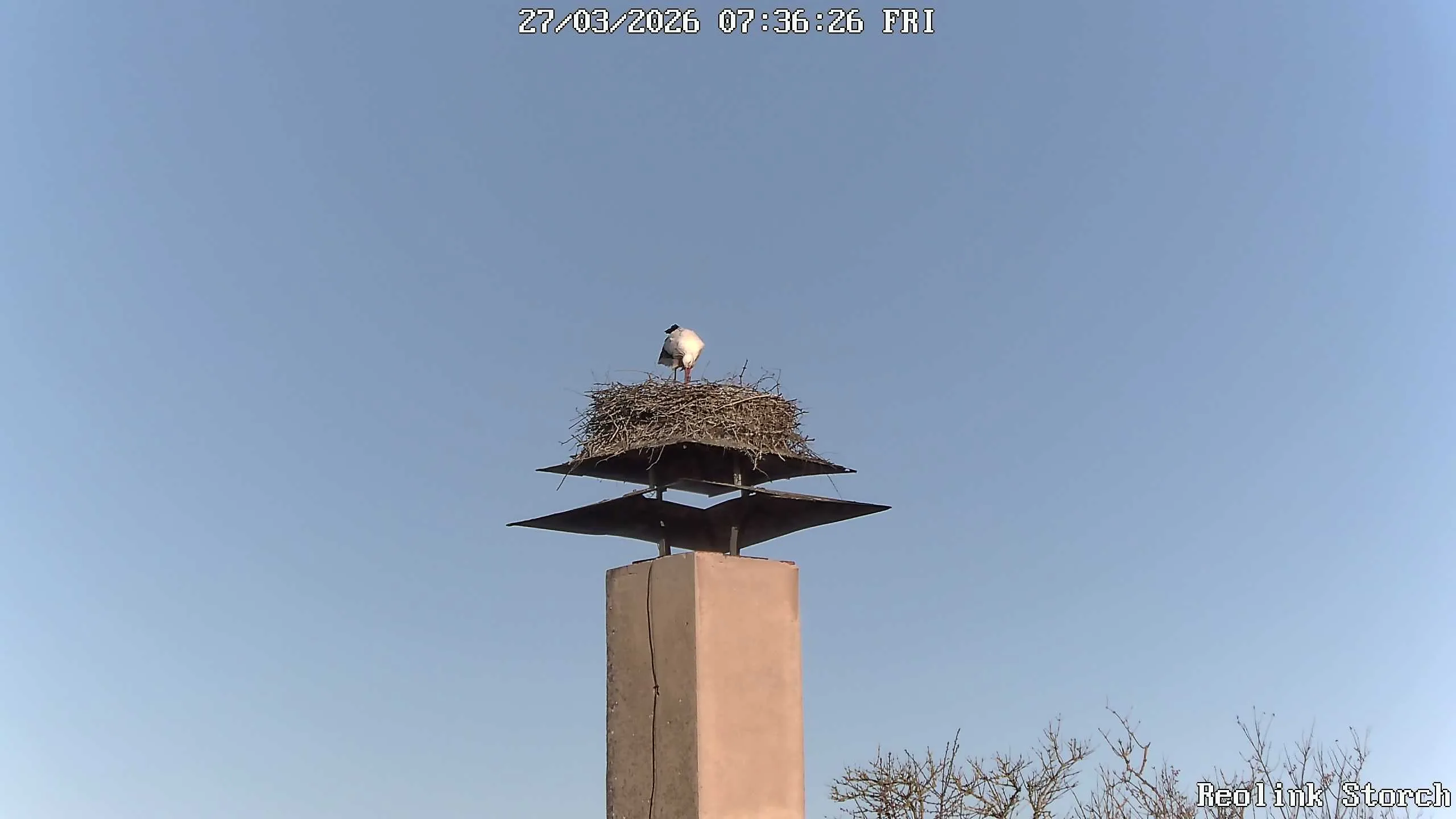 Storchencam Bild