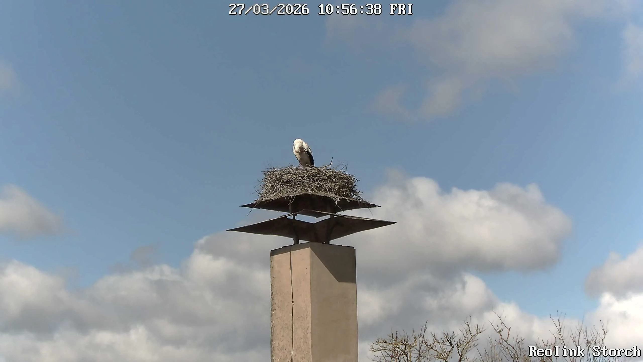 Storchencam Bild