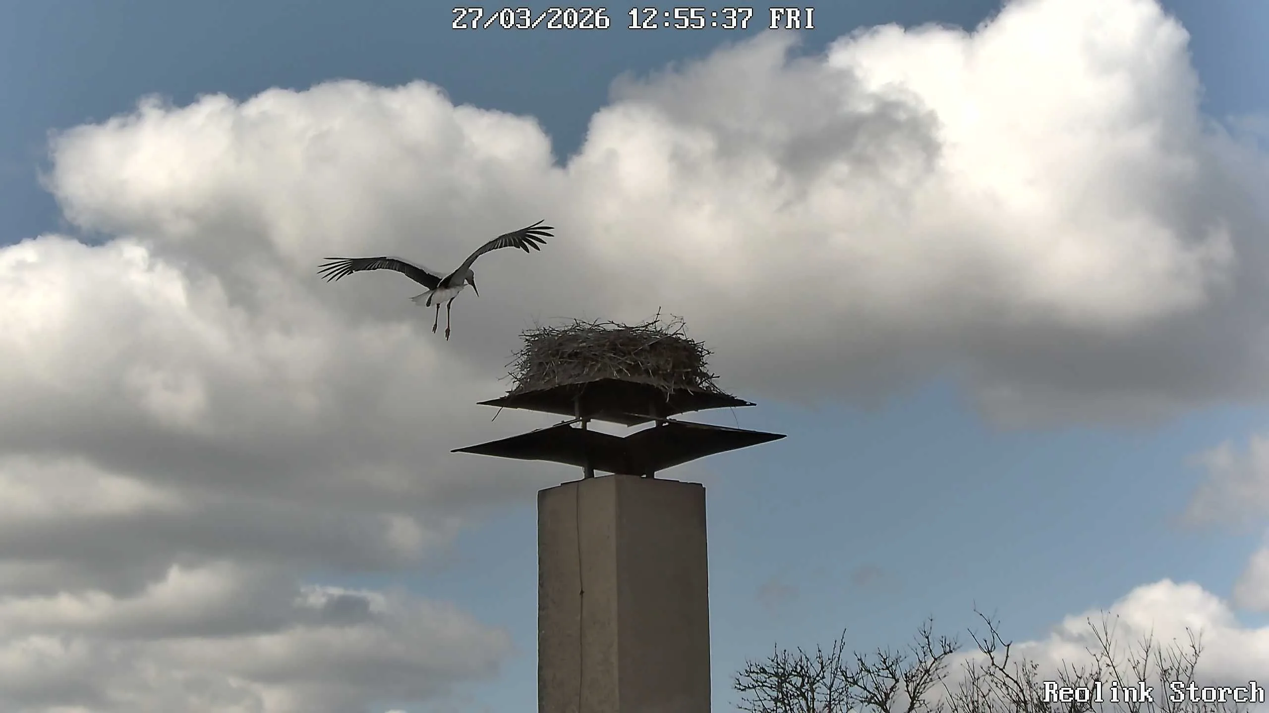 Storchencam Bild