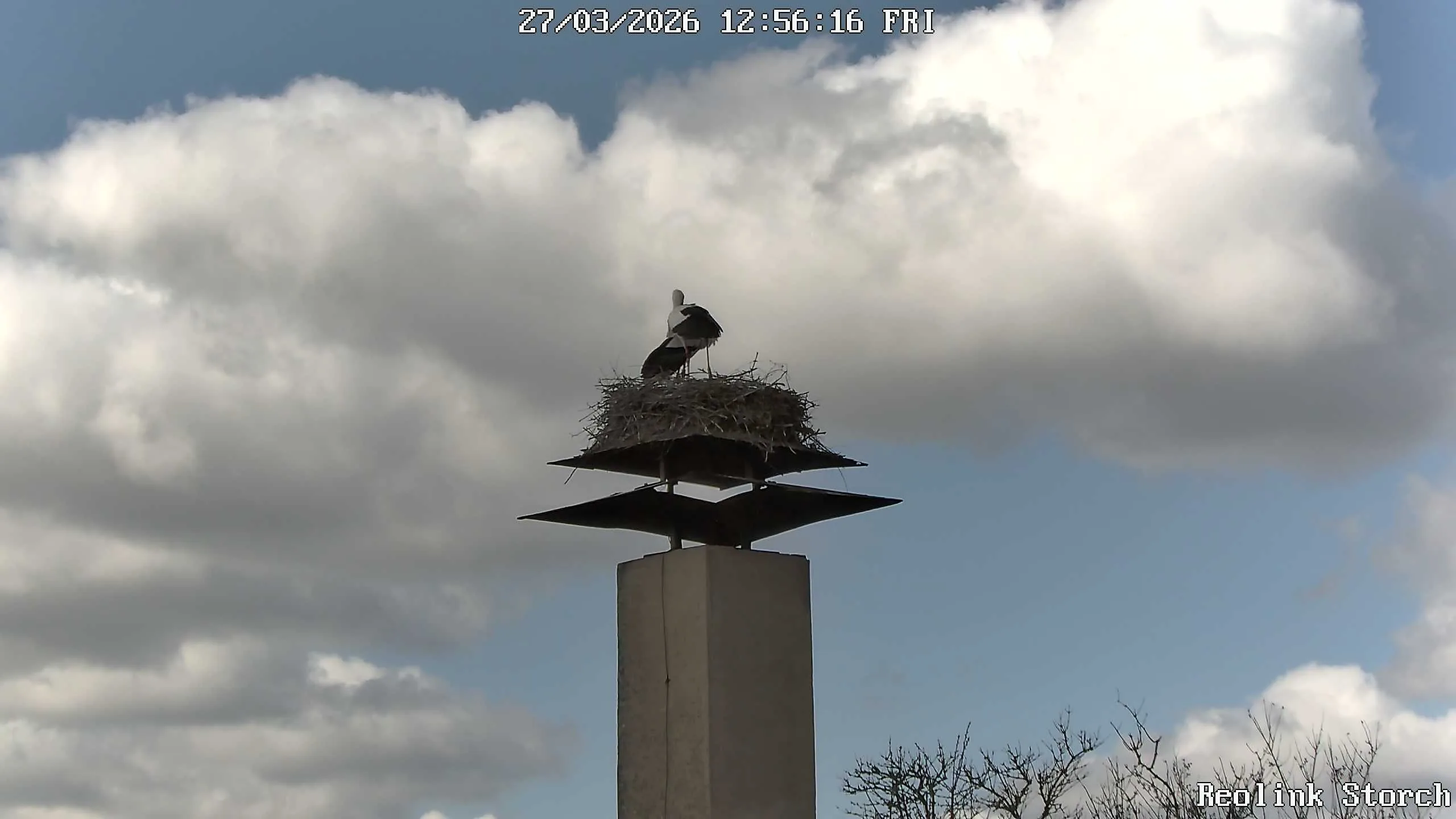 Storchencam Bild