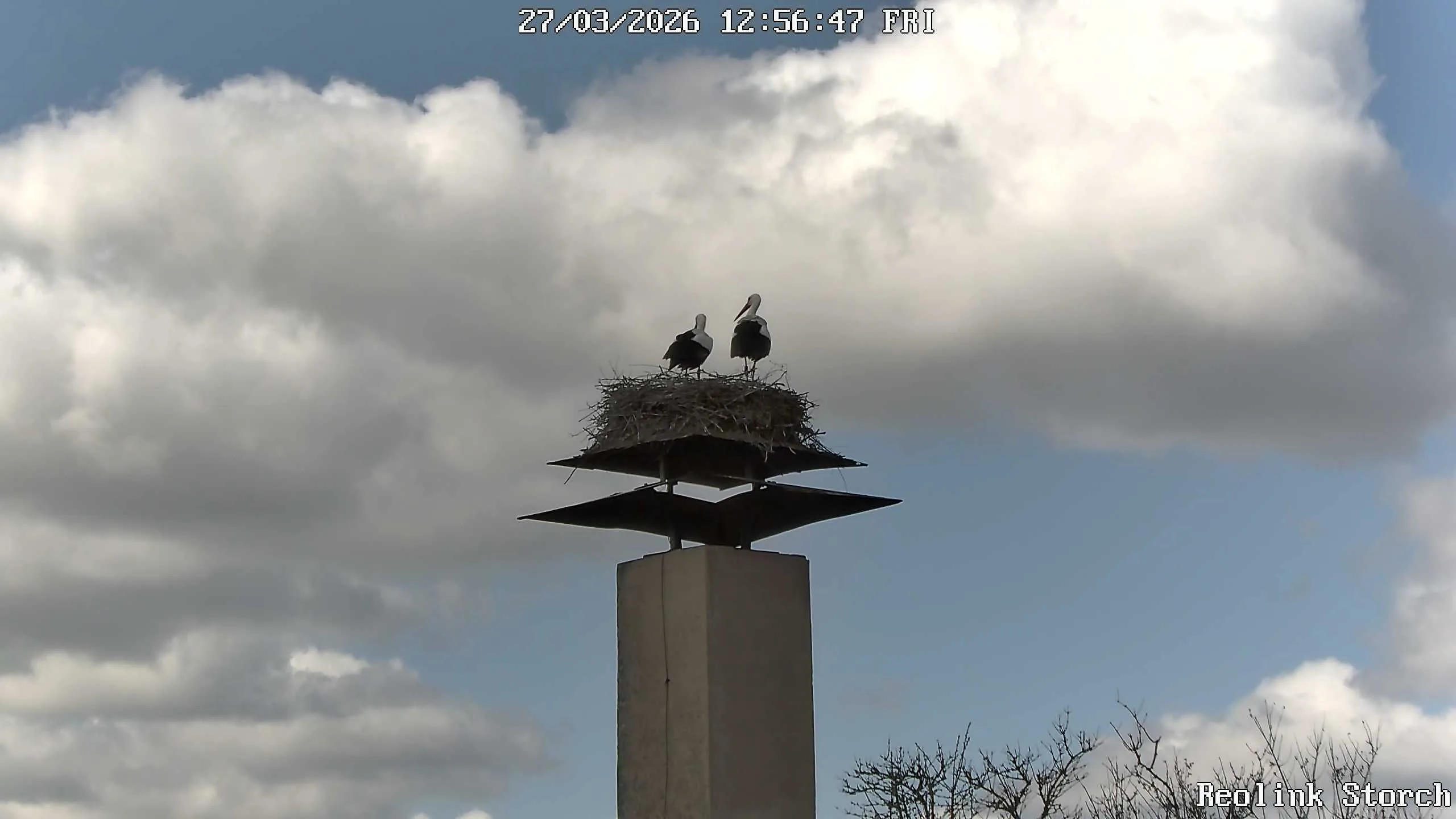 Storchencam Bild
