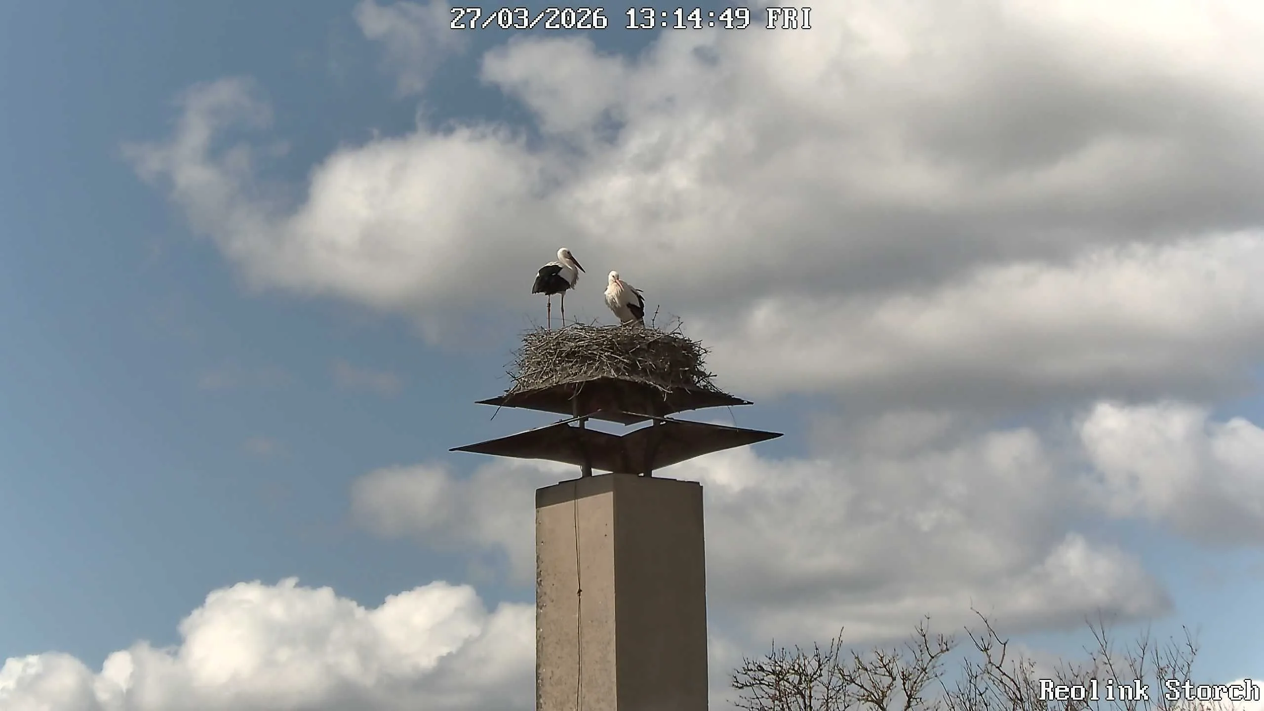 Storchencam Bild