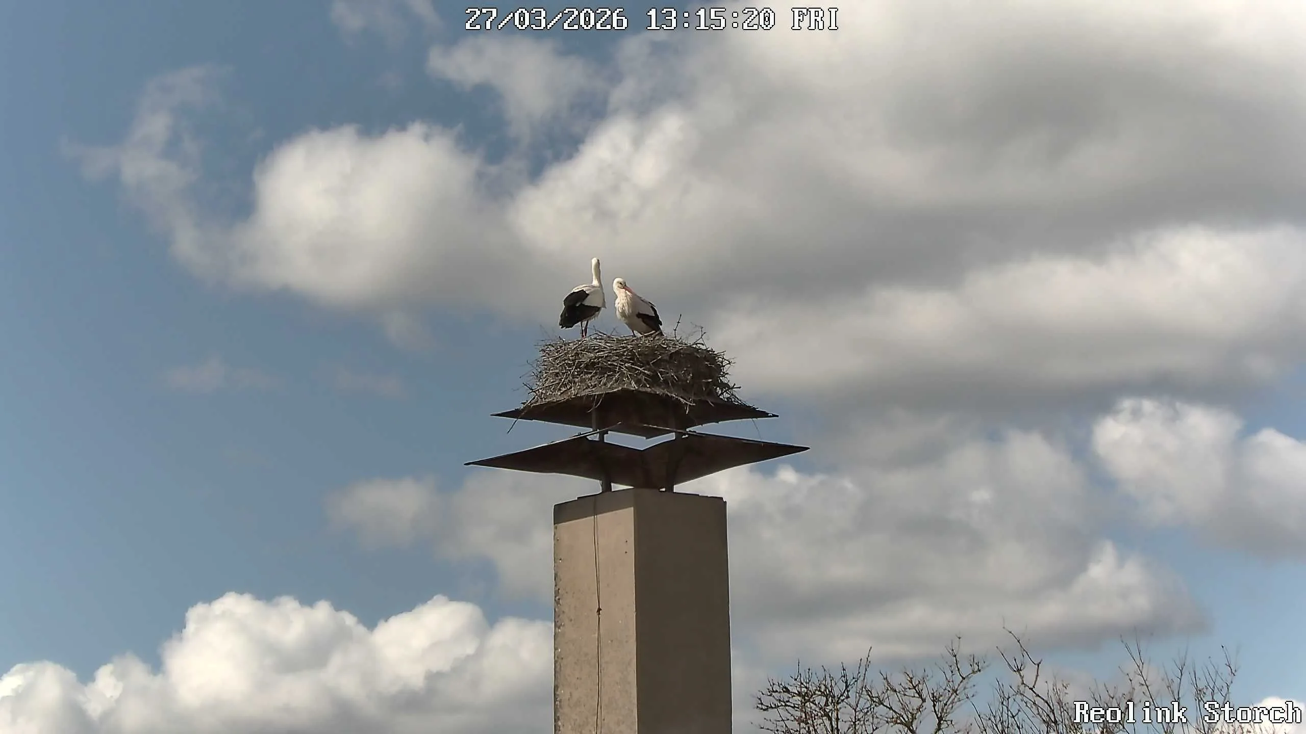 Storchencam Bild