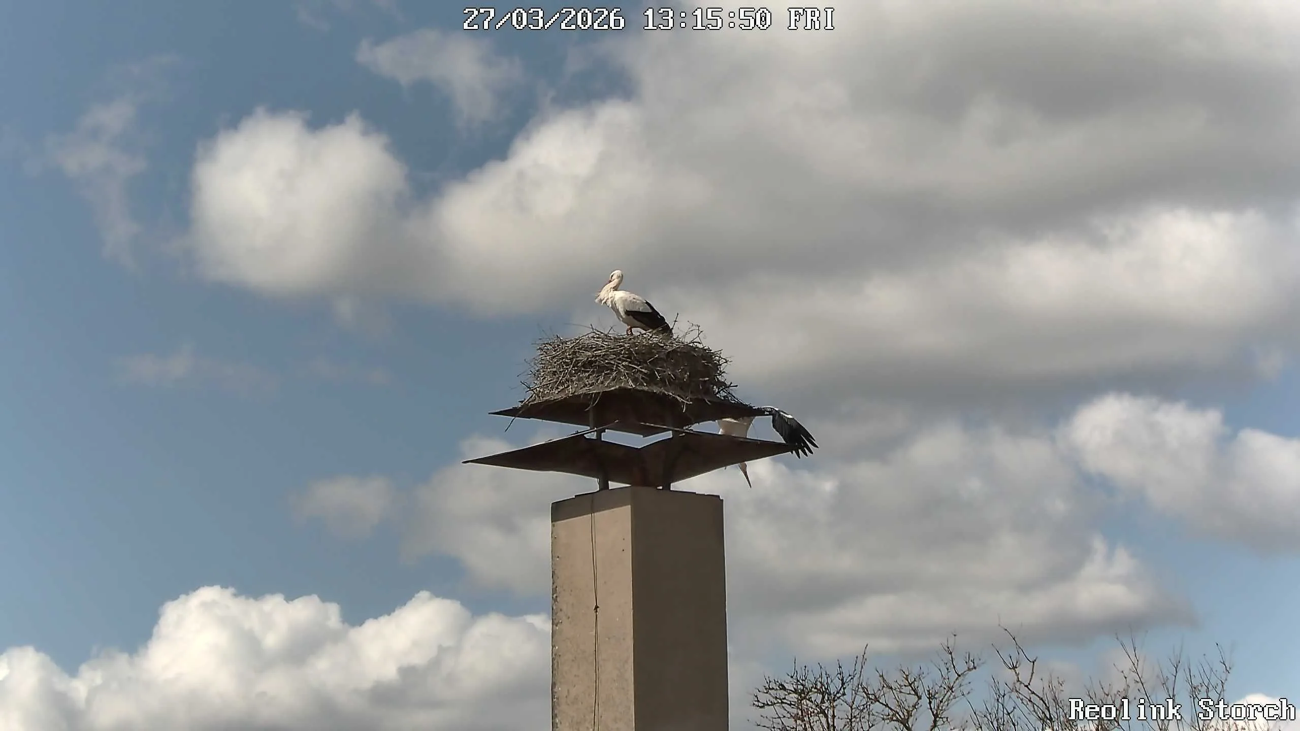 Storchencam Bild