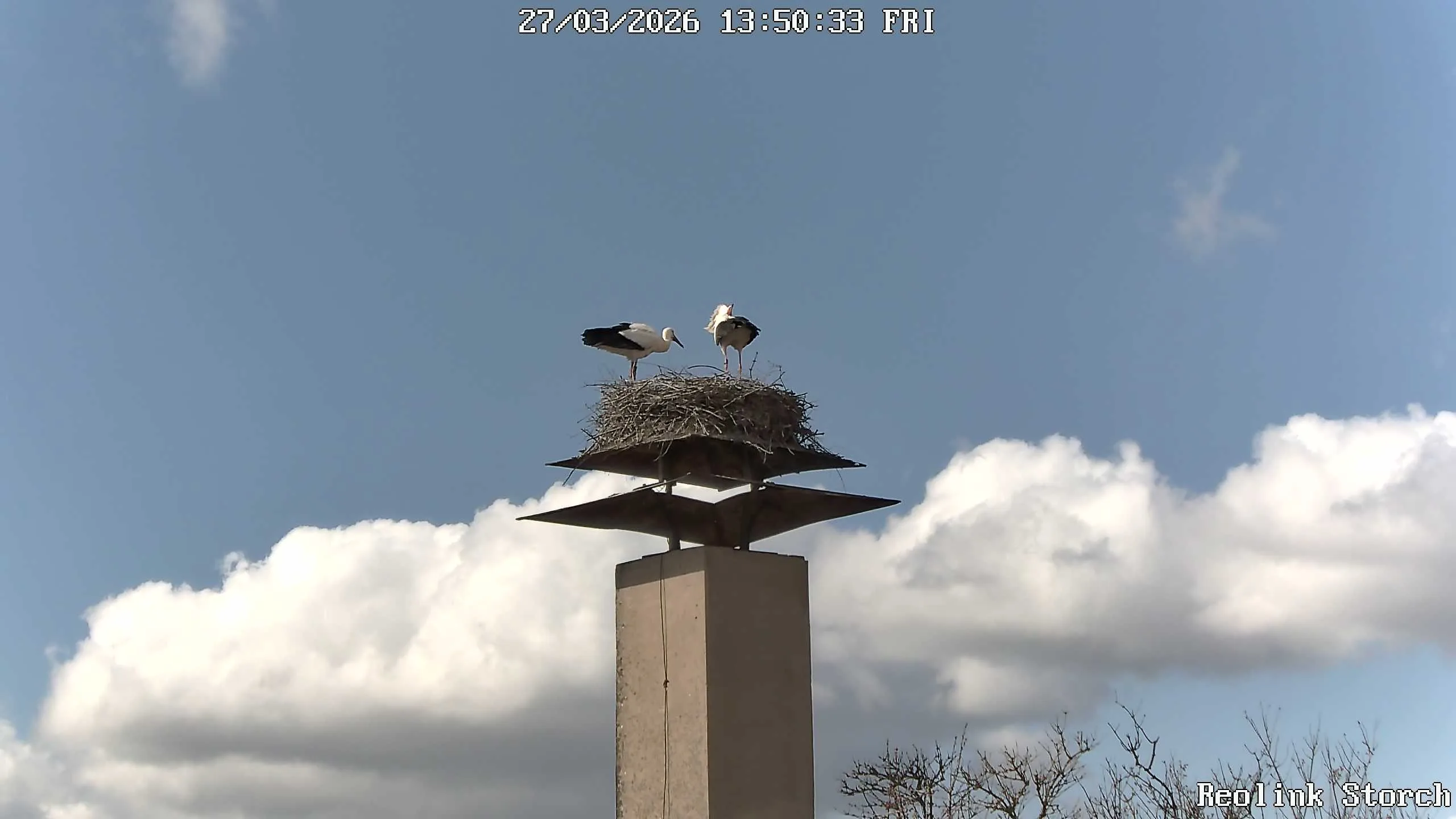 Storchencam Bild