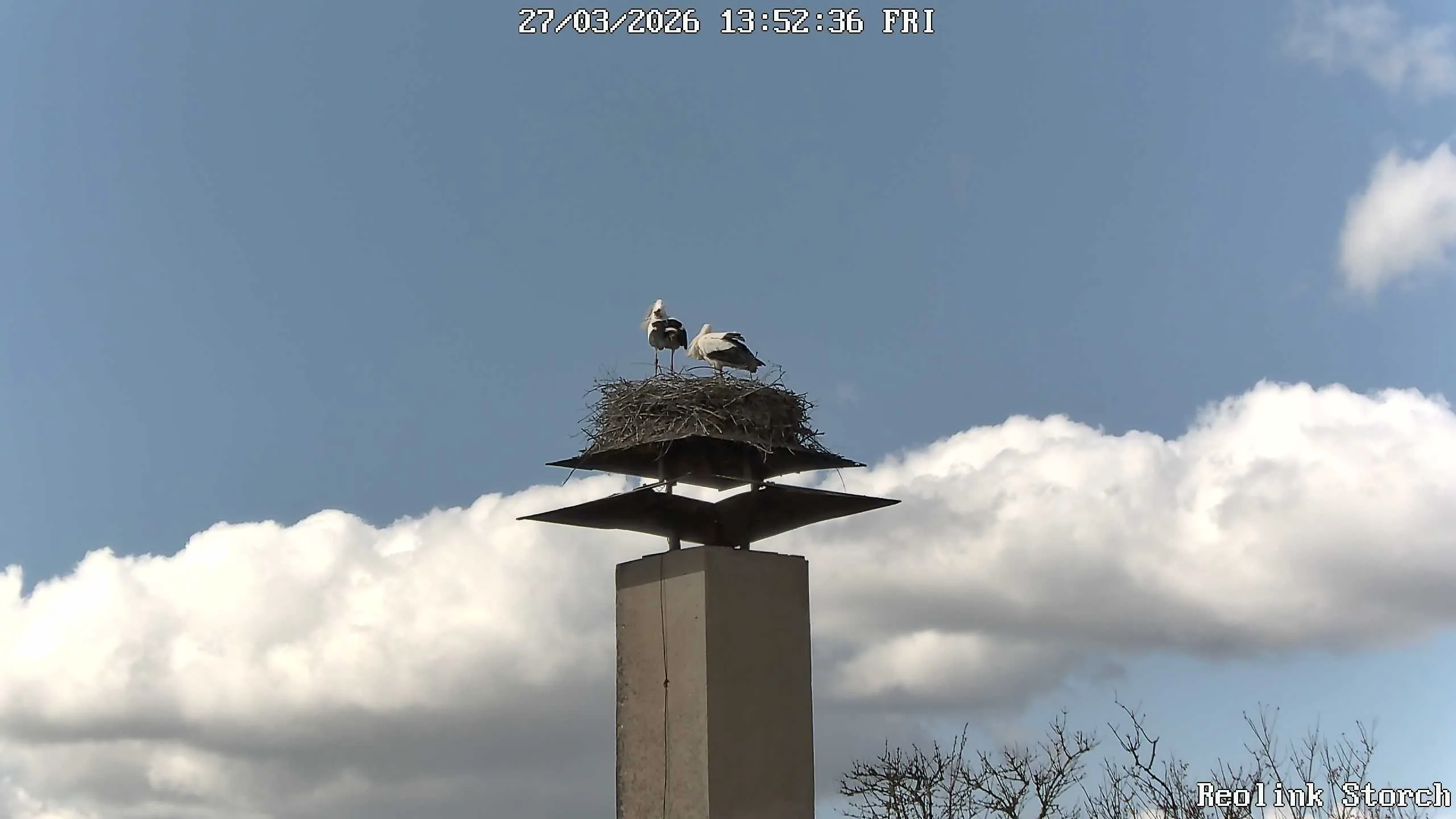 Storchencam Bild
