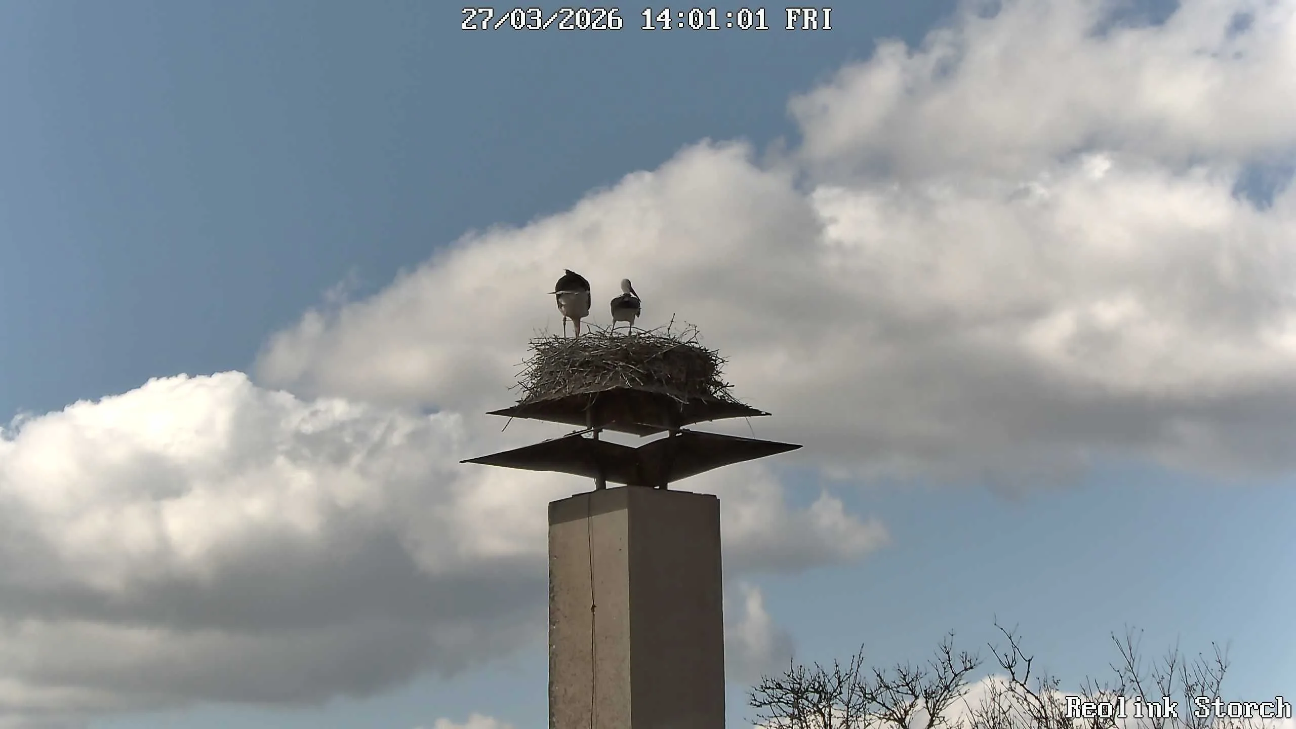 Storchencam Bild