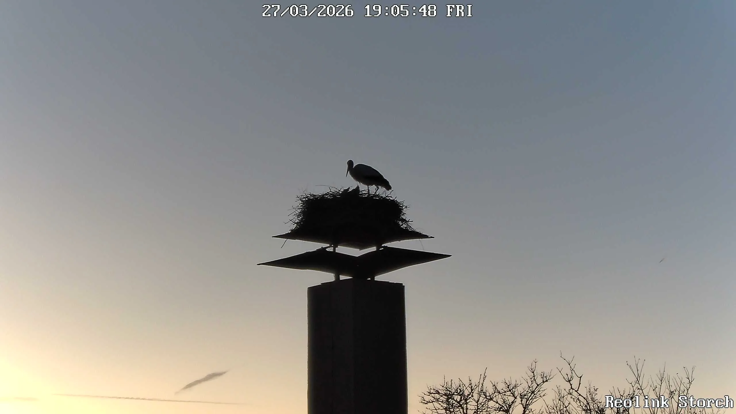 Storchencam Bild