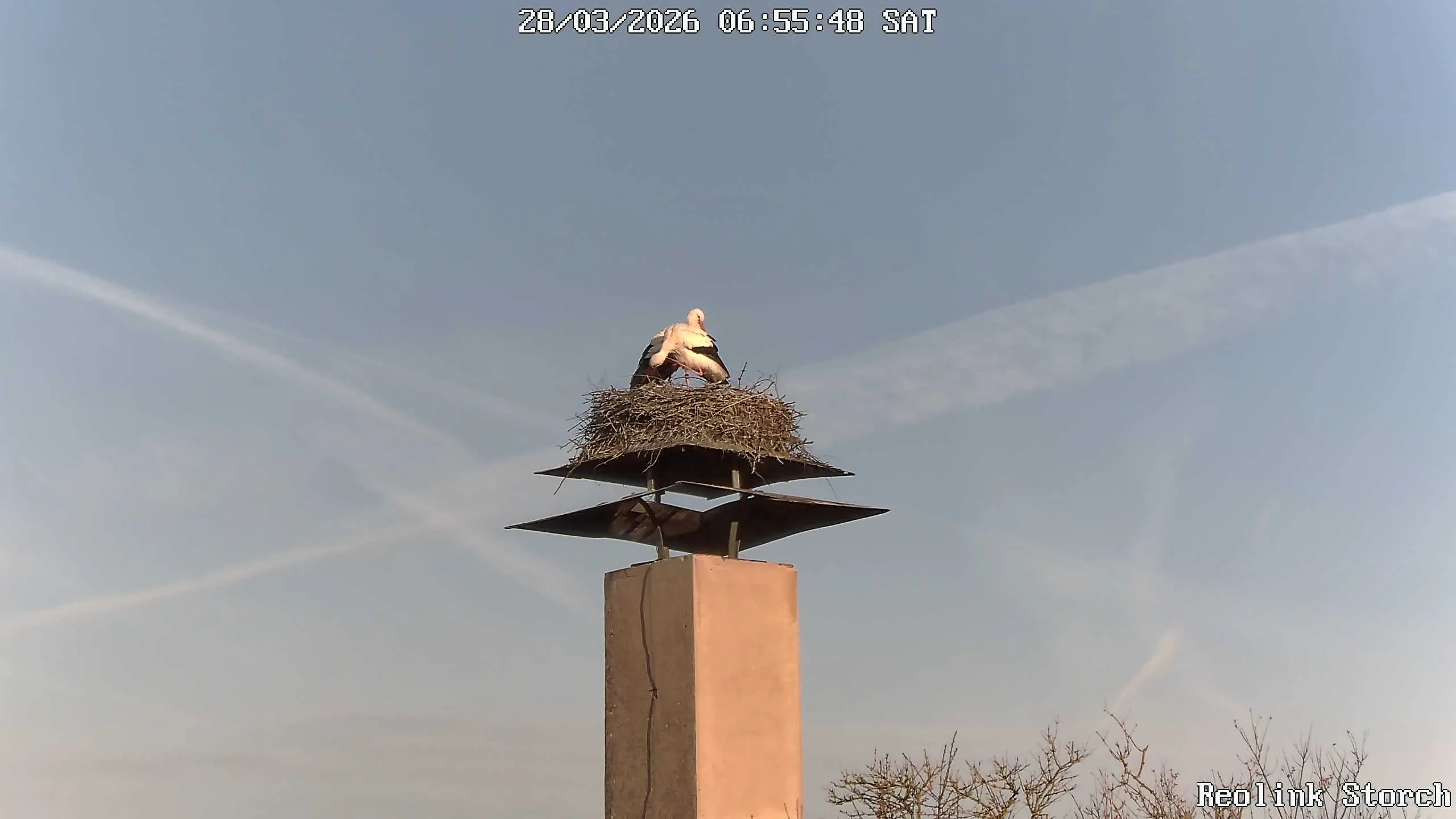 Storchencam Bild