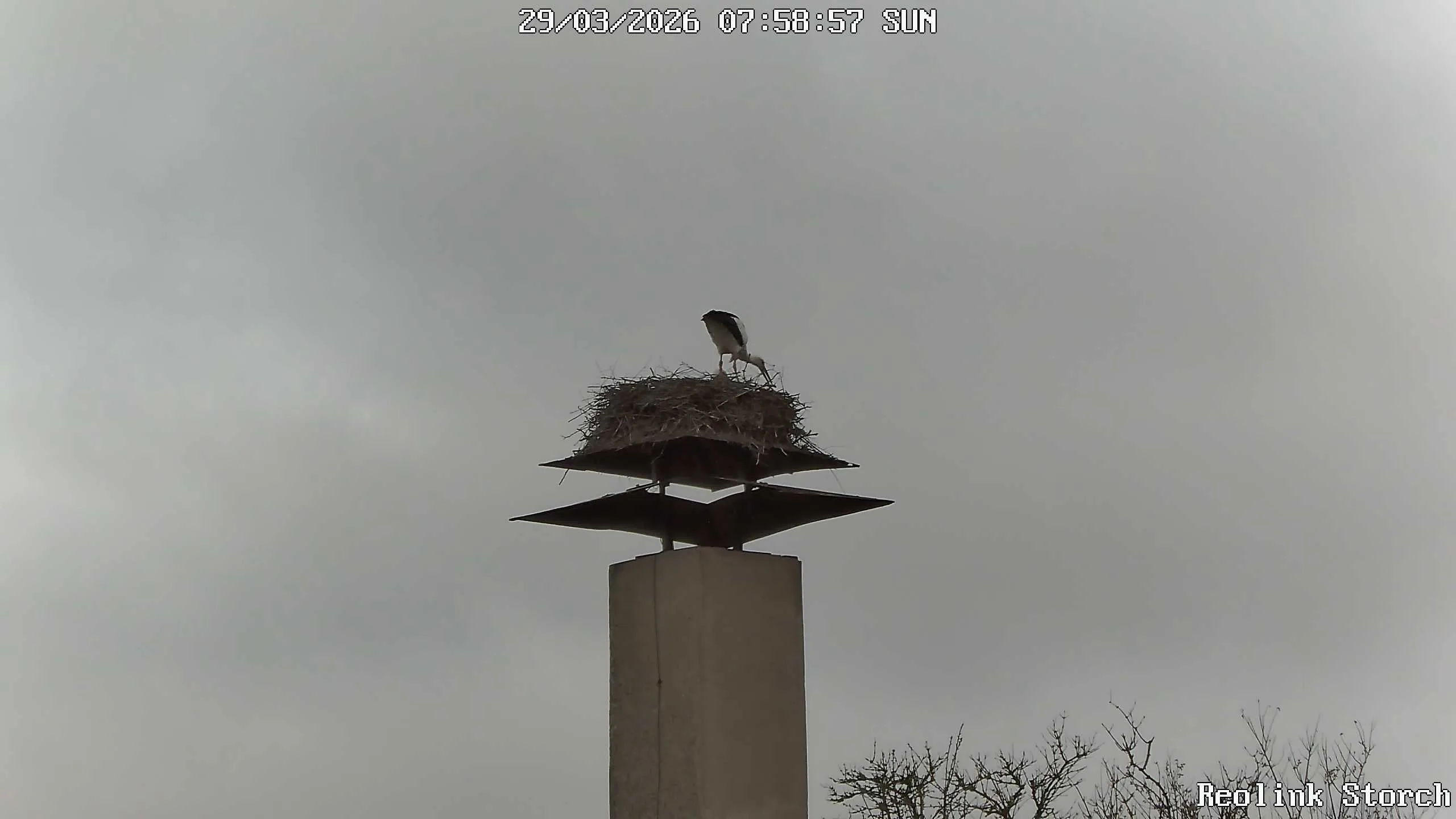 Storchencam Bild