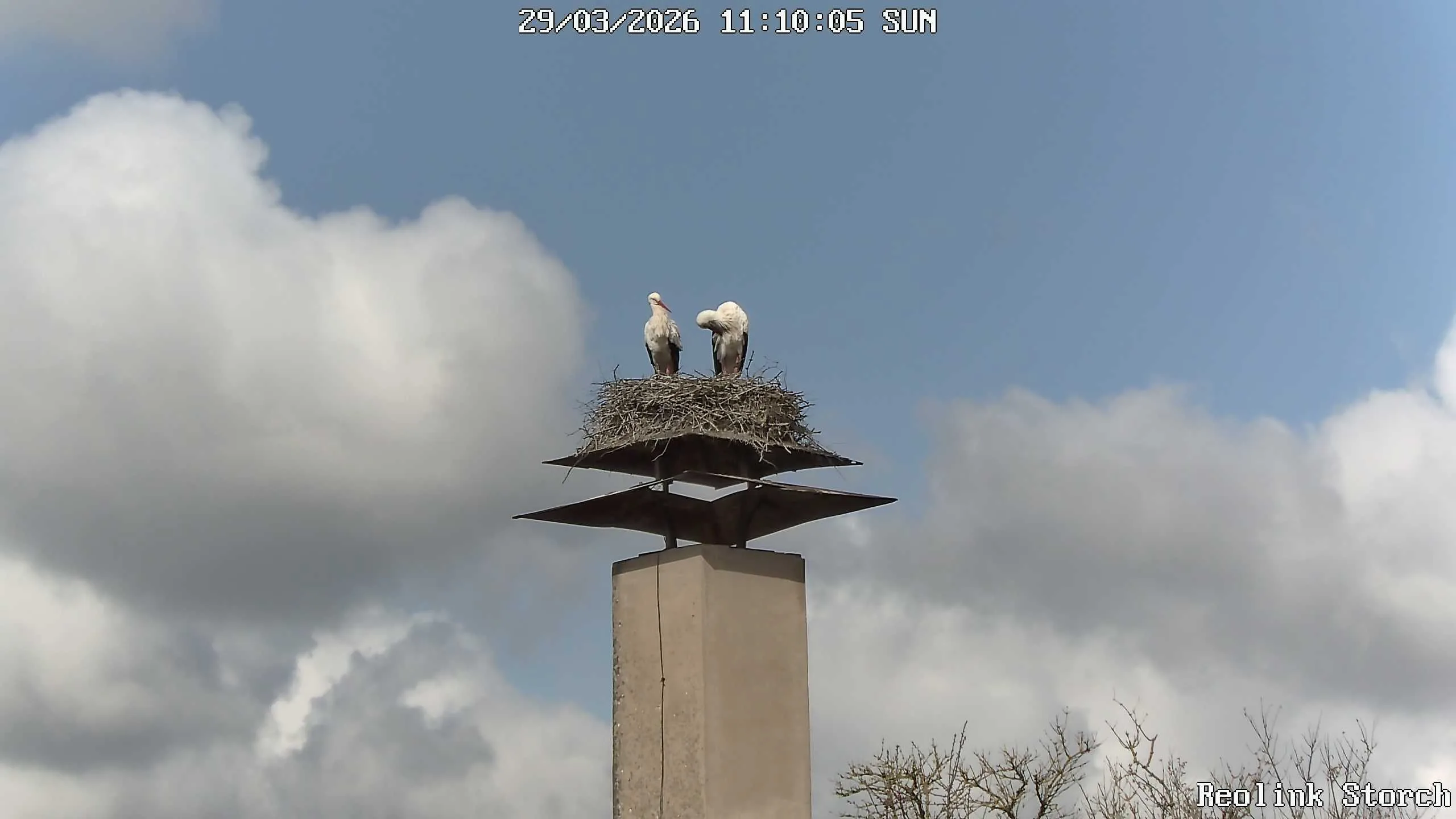 Storchencam Bild