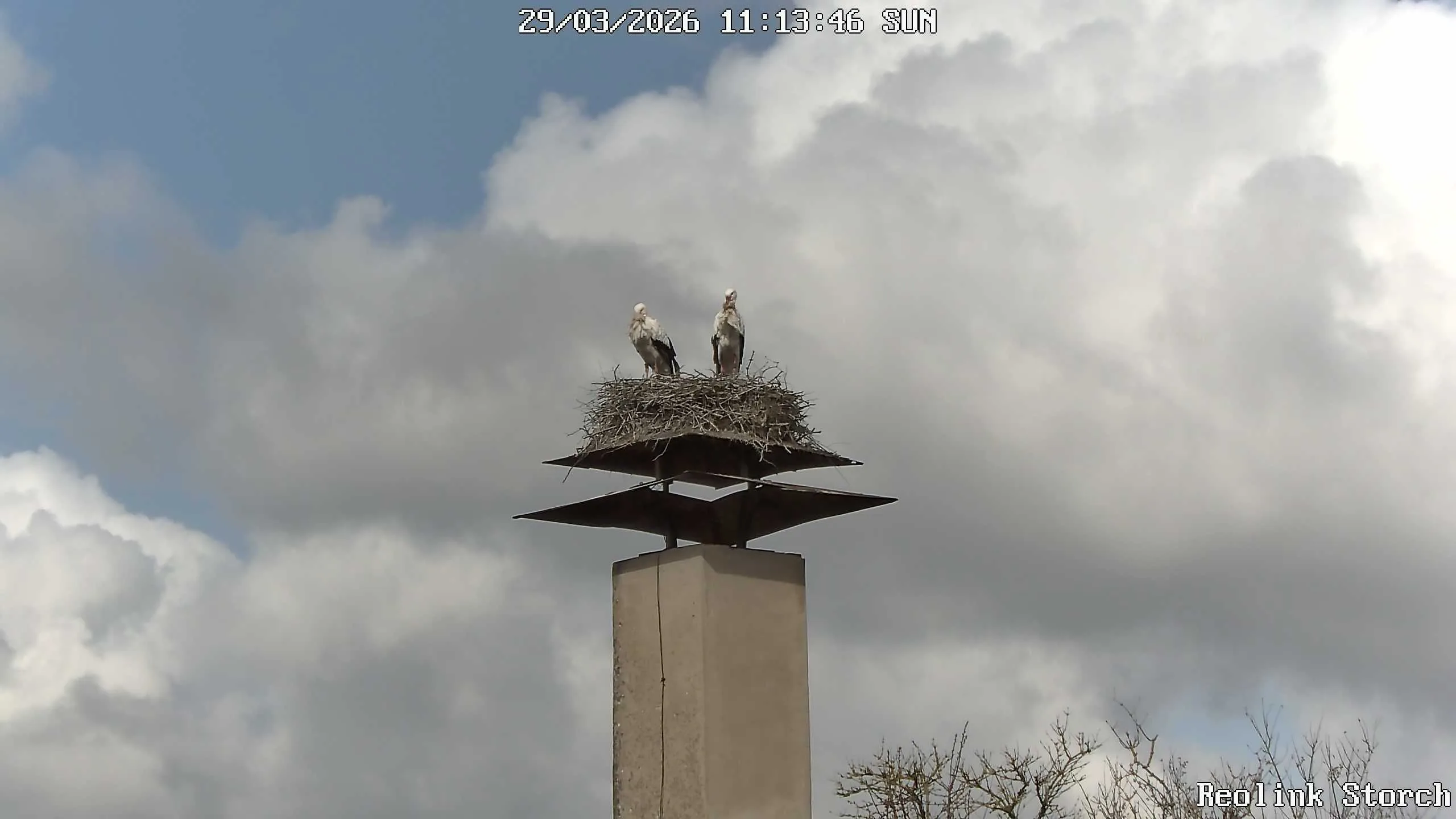 Storchencam Bild